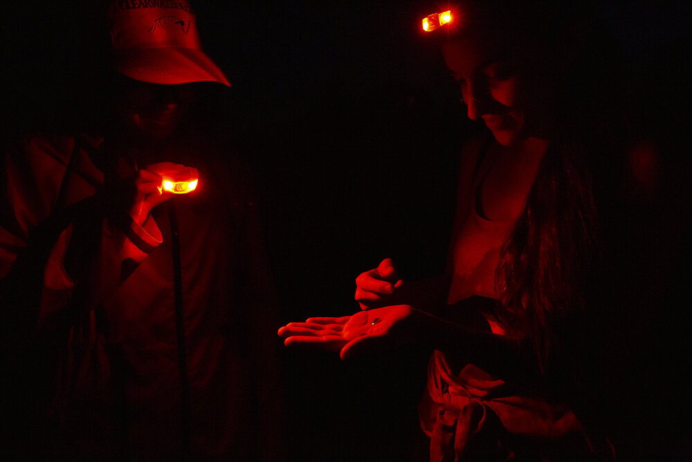 Research assistant Oliver Nguyen&nbsp;(left) shines some light on Avalon Owens as she holds a male firefly in the palm of her hand at their research site in the woods of Concord, Mass. The team conducts their research entirely in the dark, and only