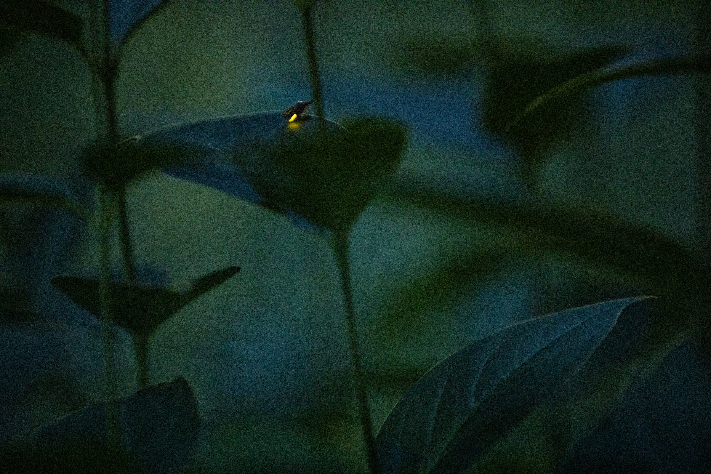  Although they are capable of flying, North American female fireflies often sit in the grass, looking towards the sky for a particularly attractive suitor to fly by. Research shows that female fireflies prefer “flashy” males who either have a higher 