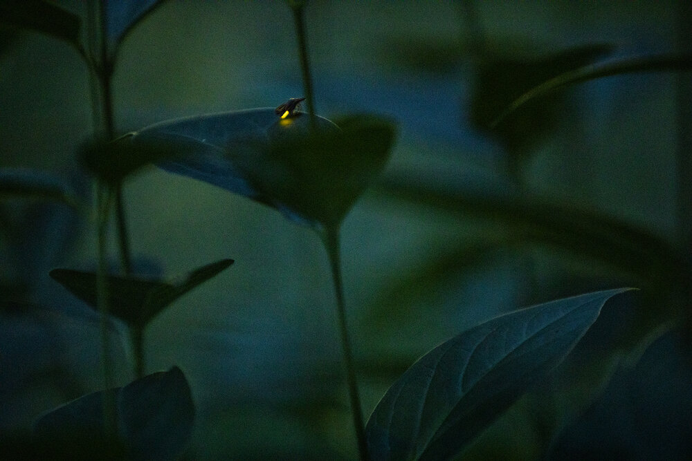 Although they are capable of flying, North American female fireflies often sit in the grass, looking towards the sky for a particularly attractive suitor to fly by. Research shows that female fireflies prefer “flashy” males who either have a higher