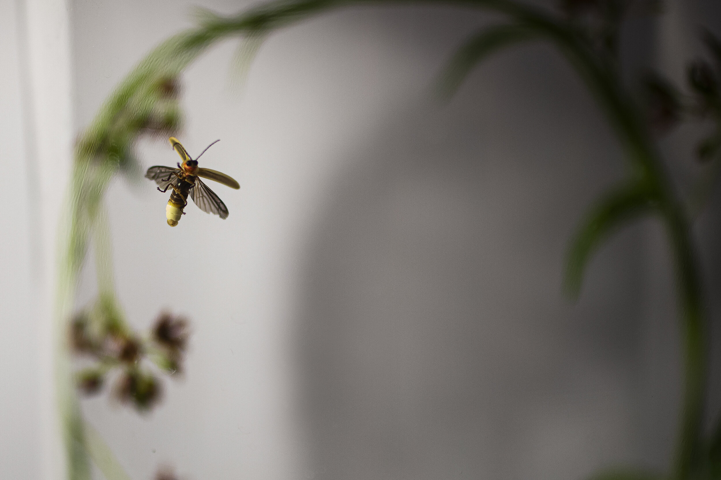 Fireflies are beetles. “They fly using just one pair of wings…. And they have a second pair of wings that have been modified into hardened covers that fold back when the firefly isn’t flying, to protect those delicate flight wings. That’s a characte