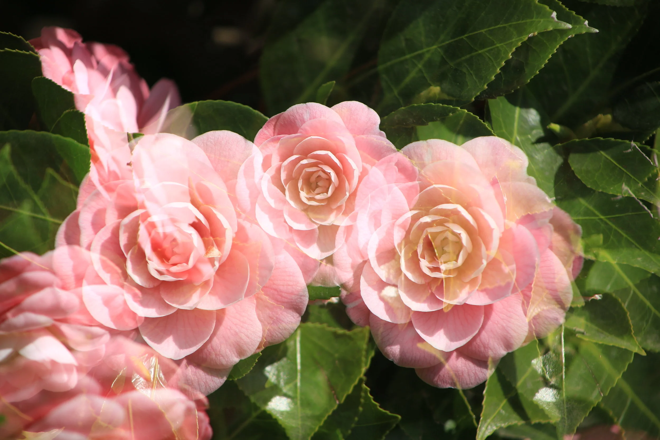 KElCEY LASSEN and MOOOS at Burning Man Decompression