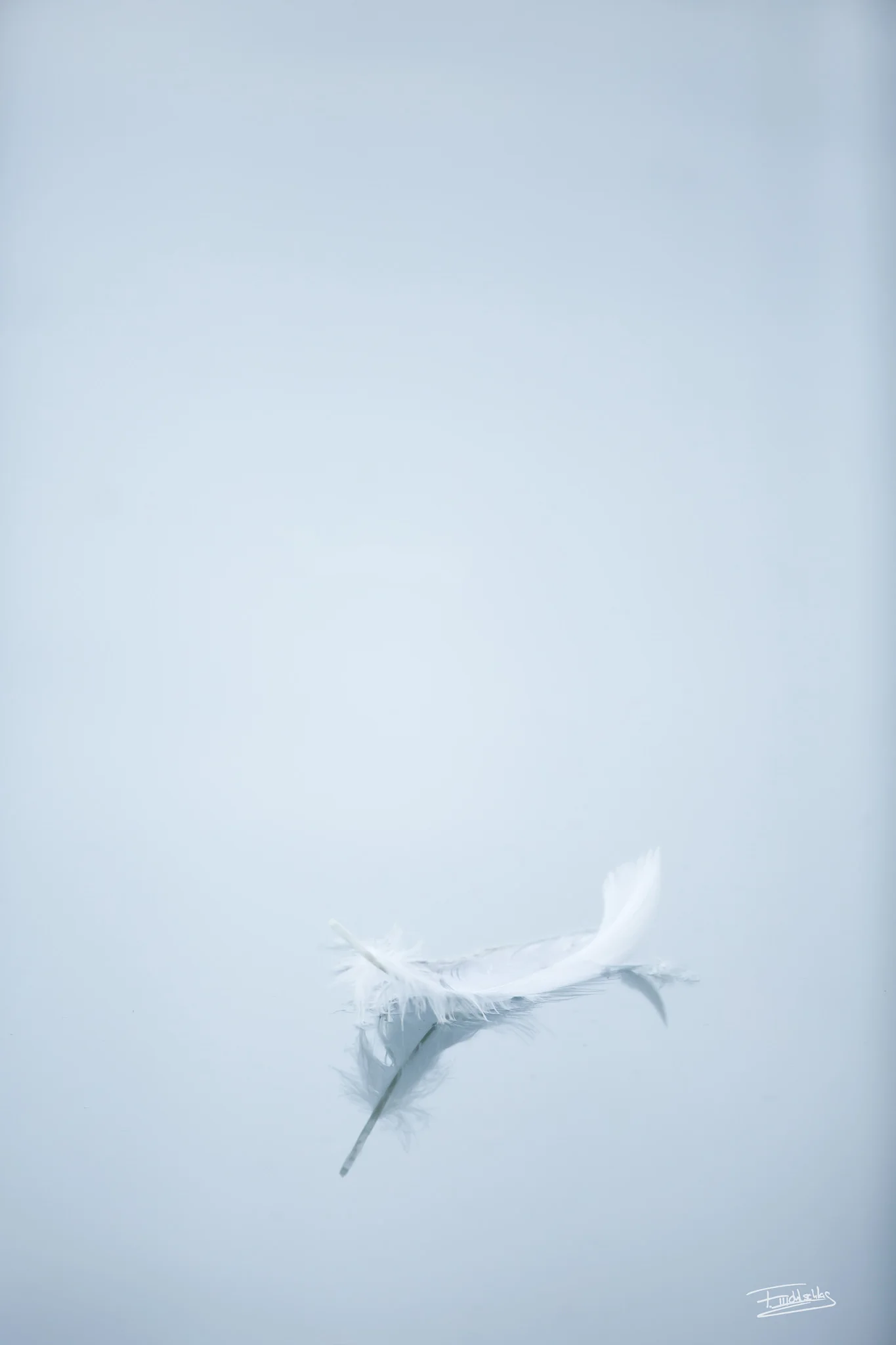 36504559116_ffd4d96896_k.jpg