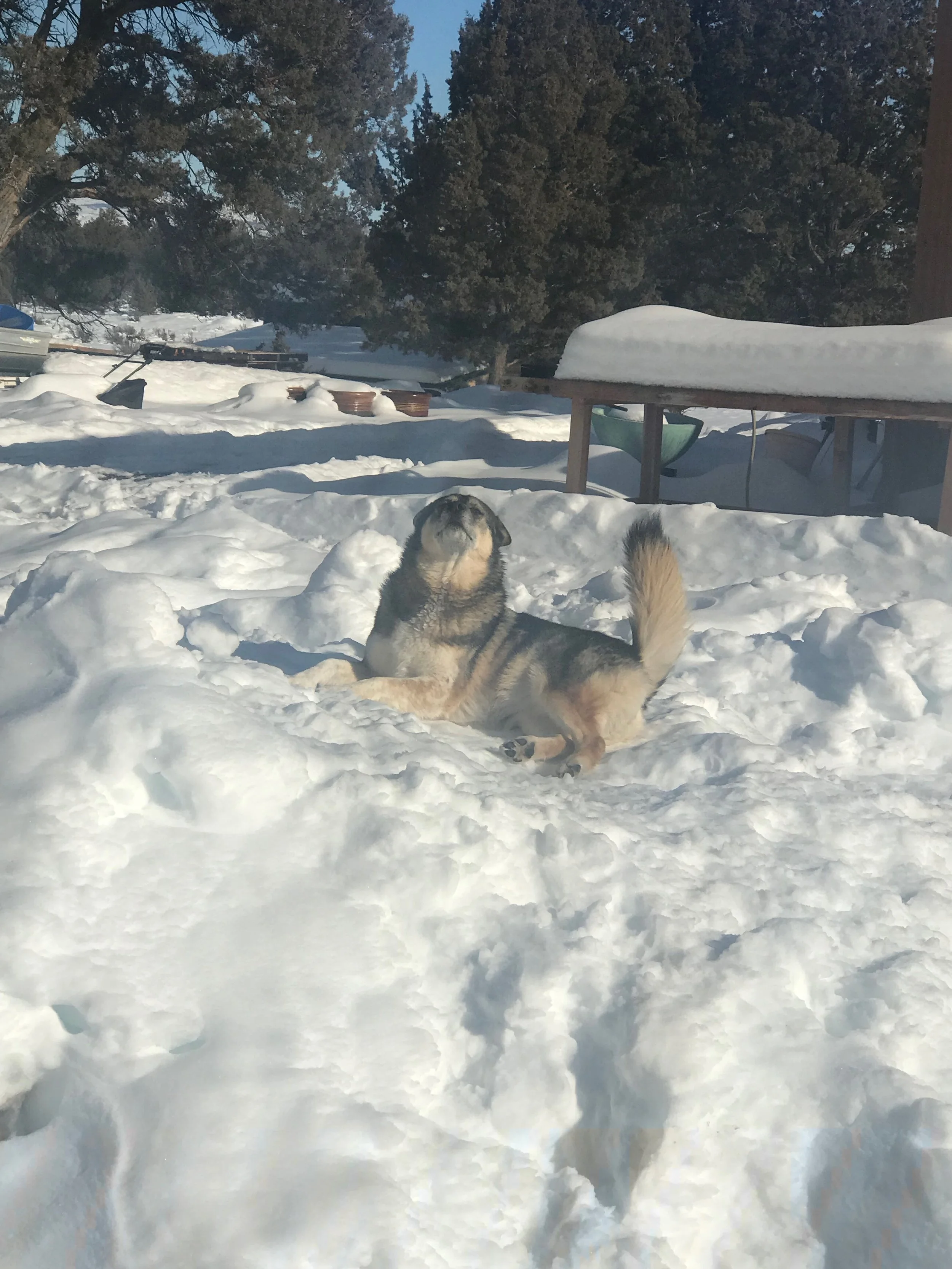The Queen on her snow throne says it’s good! Just had to share a picture of Sheba!