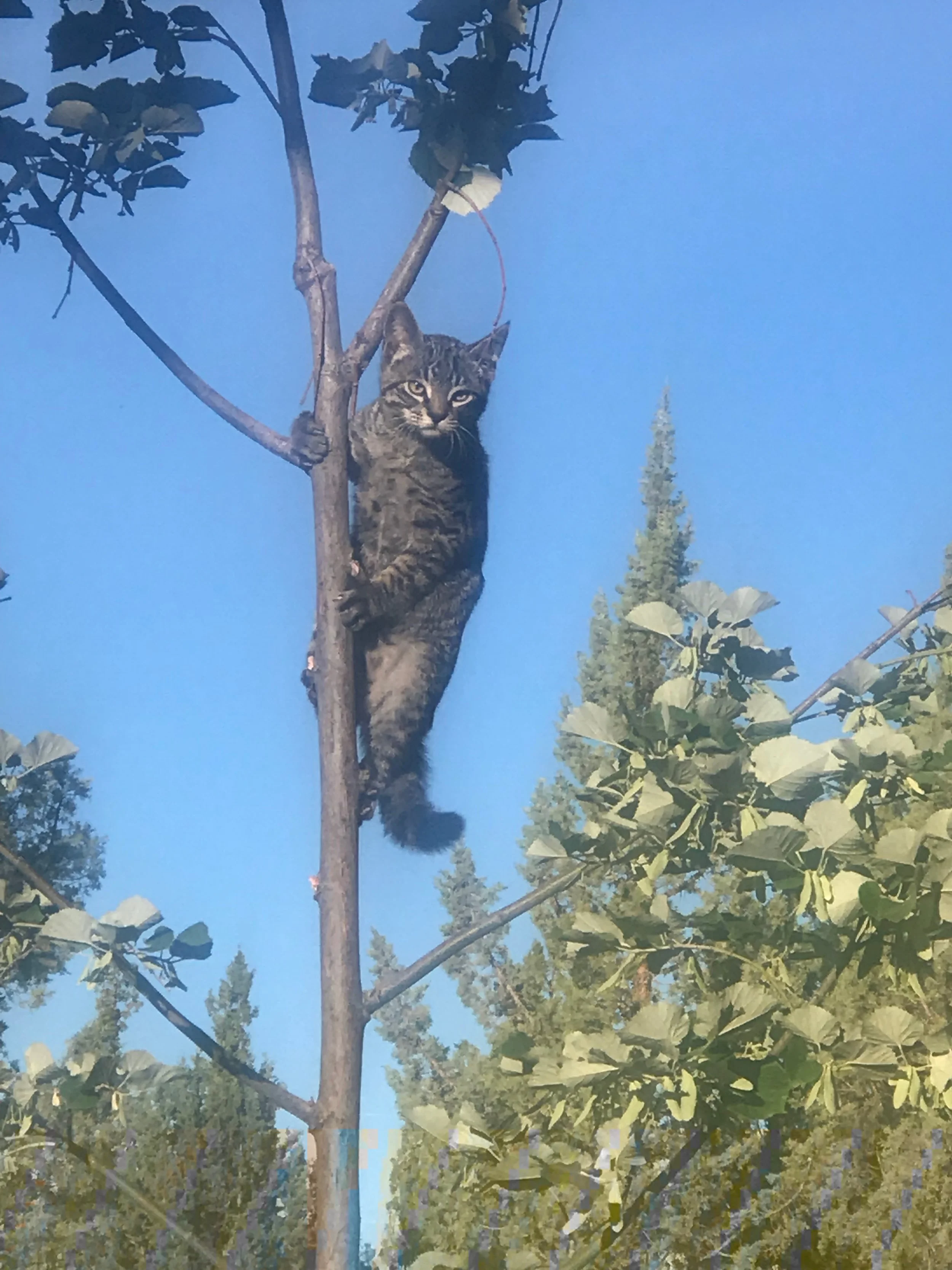 I have found also that Linden is a great tree for kittens to who are learning to climb. Linden gives so much, sometimes even branches so that others around may grow and learn!