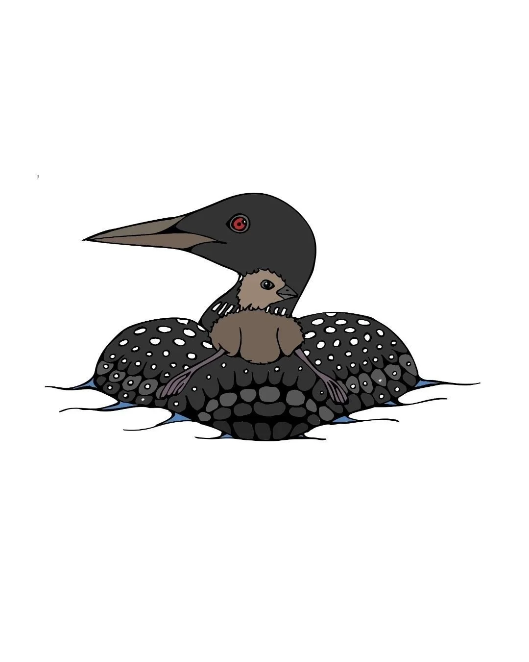Common Loon COlor 1-1.jpg