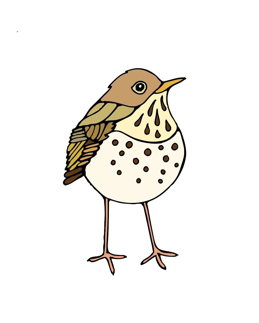 Hermit Thrush Color 1.jpg