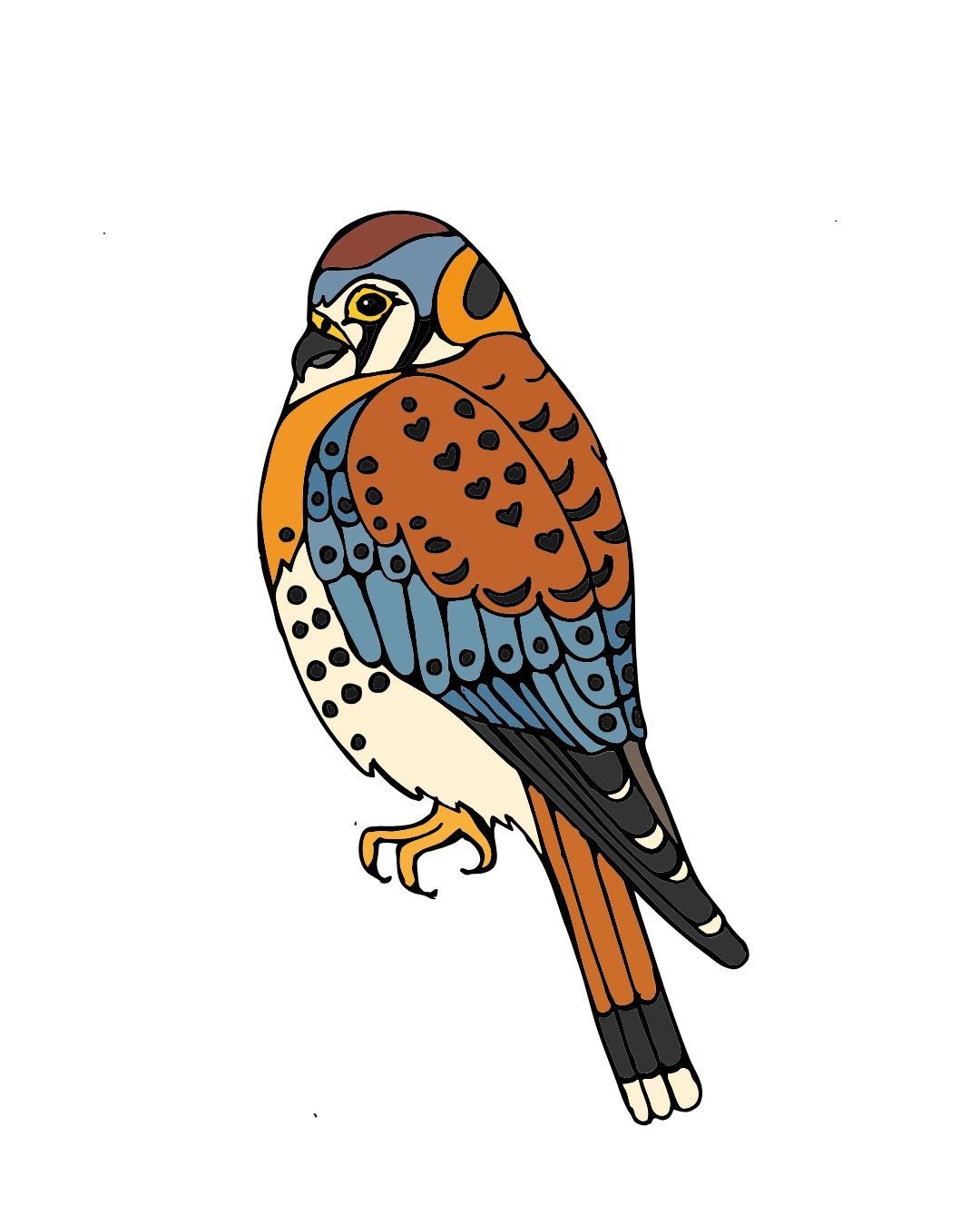 Kestrel Color 1-1.jpg