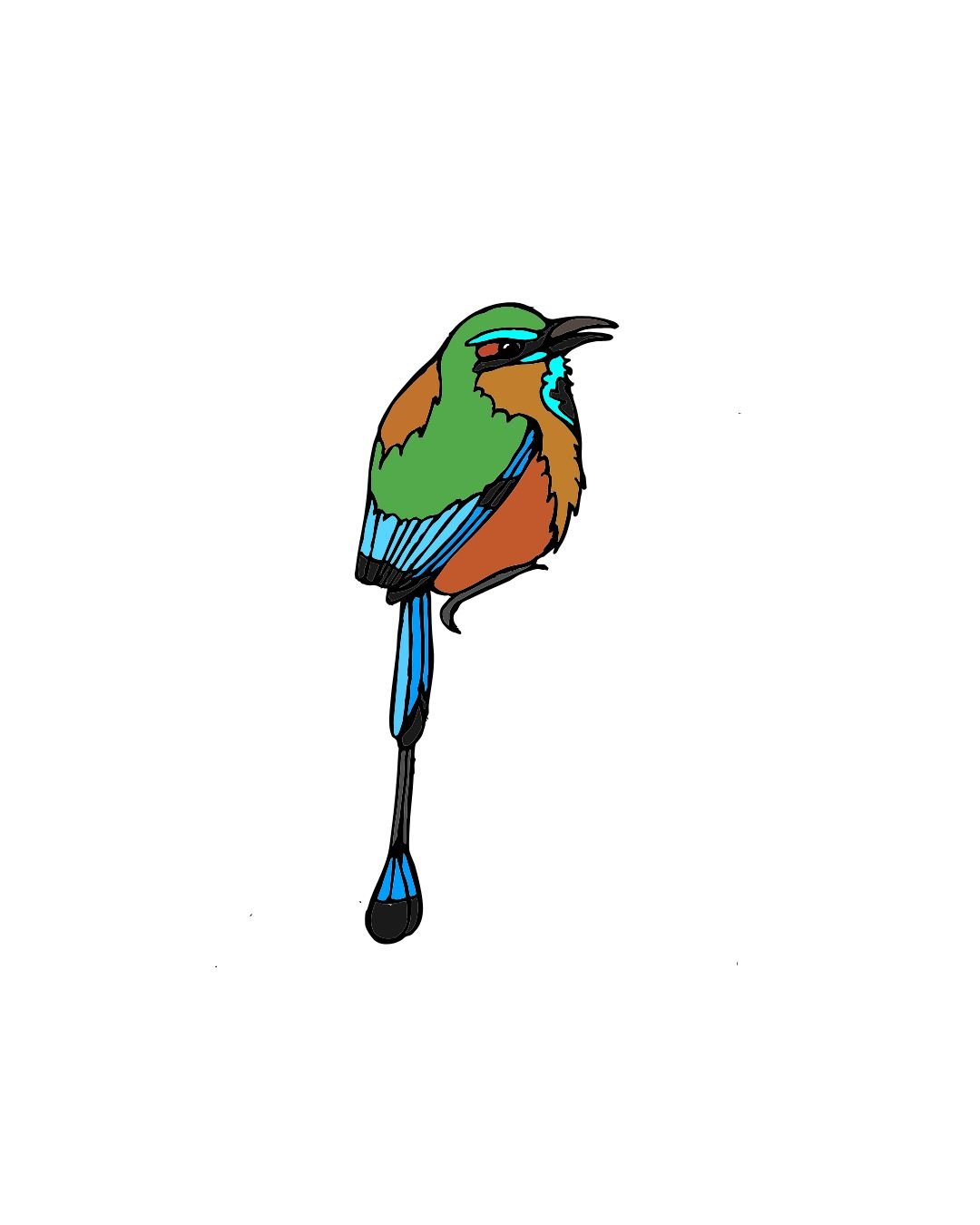 Motmot Color 1.jpg