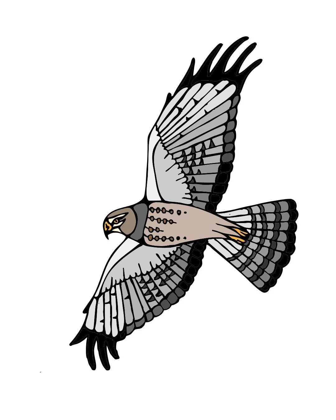 Northern Harrier Color 1-1.jpg