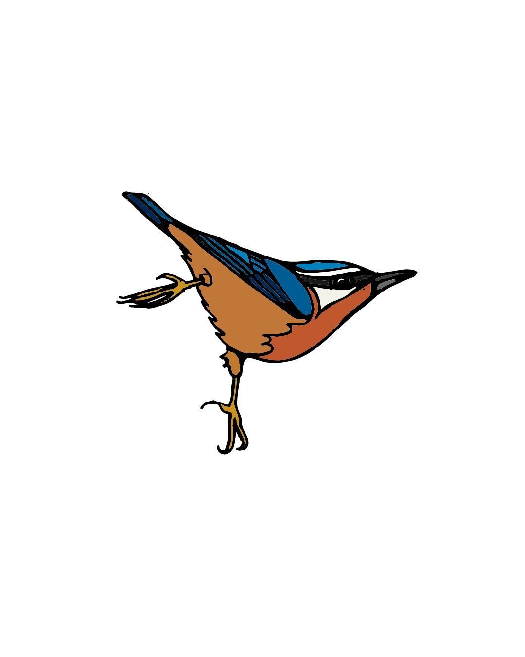 Nuthatch Color 1-2.jpg