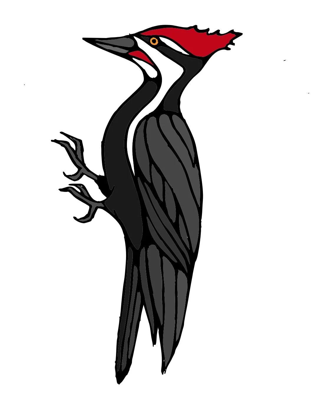 pileeated color 1.jpg