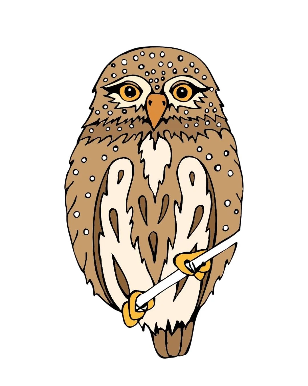 PYGMY OWL COLOR 1.jpg