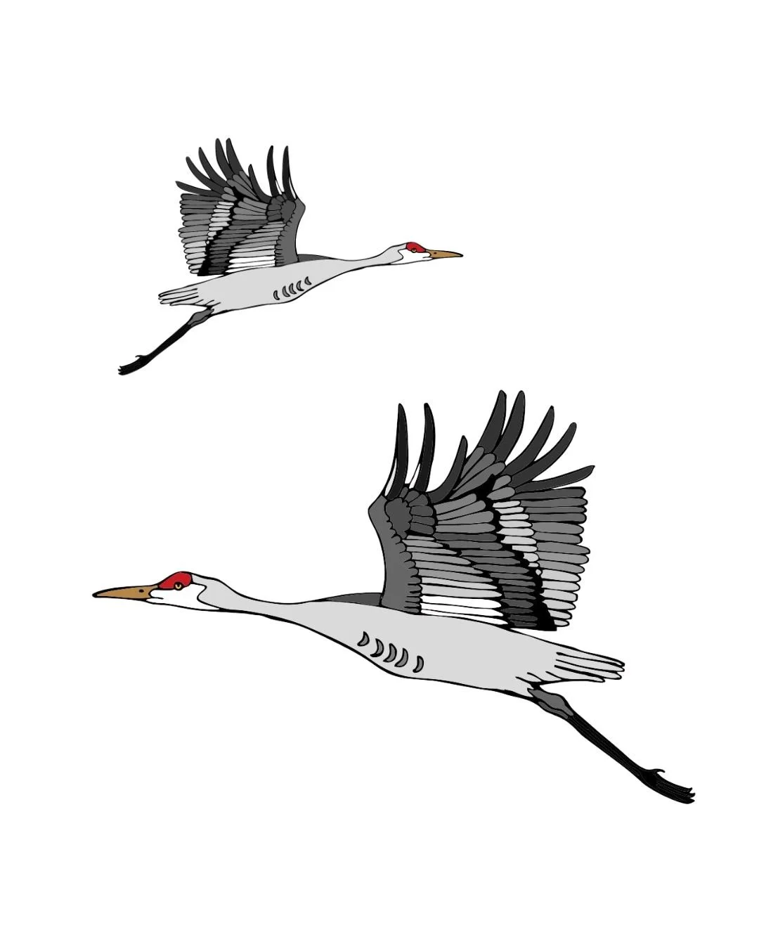 Sandhill Cranes Color.jpg