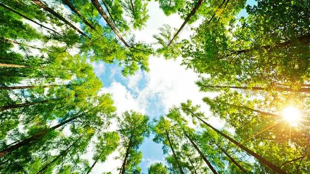 trees.jpg
