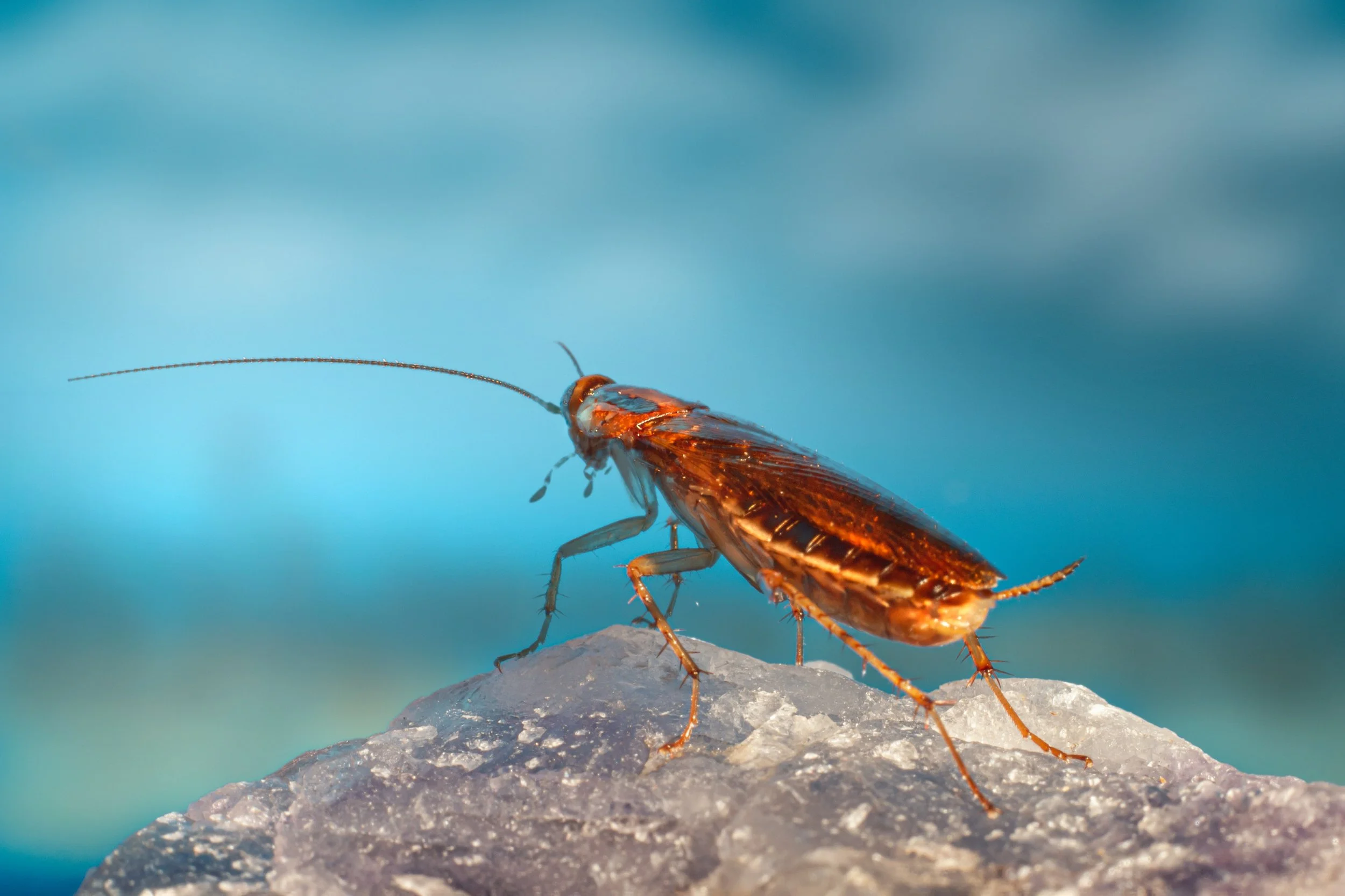 Is Min Aung Hlaing a cockroach?