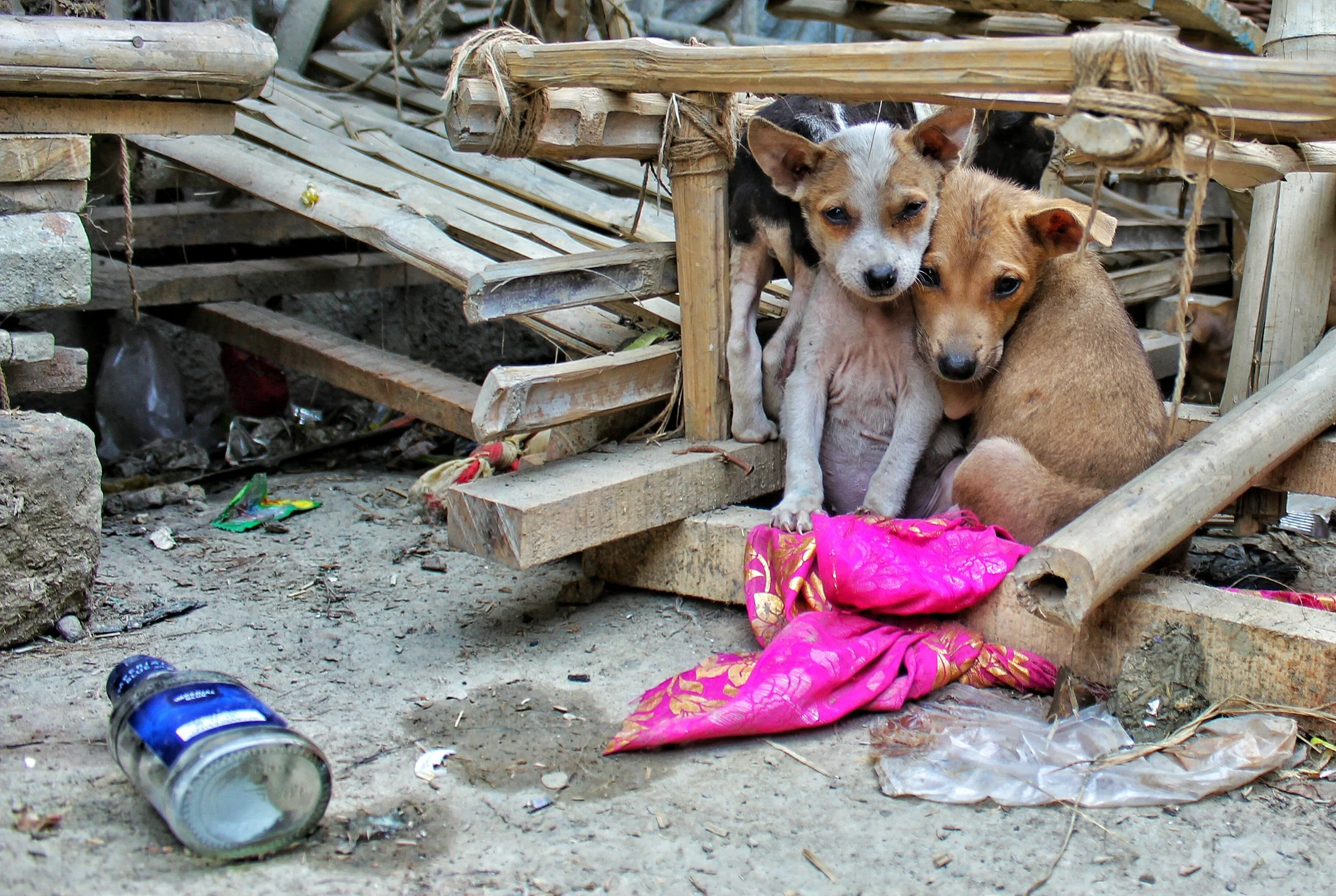 The street dogs of Yangon