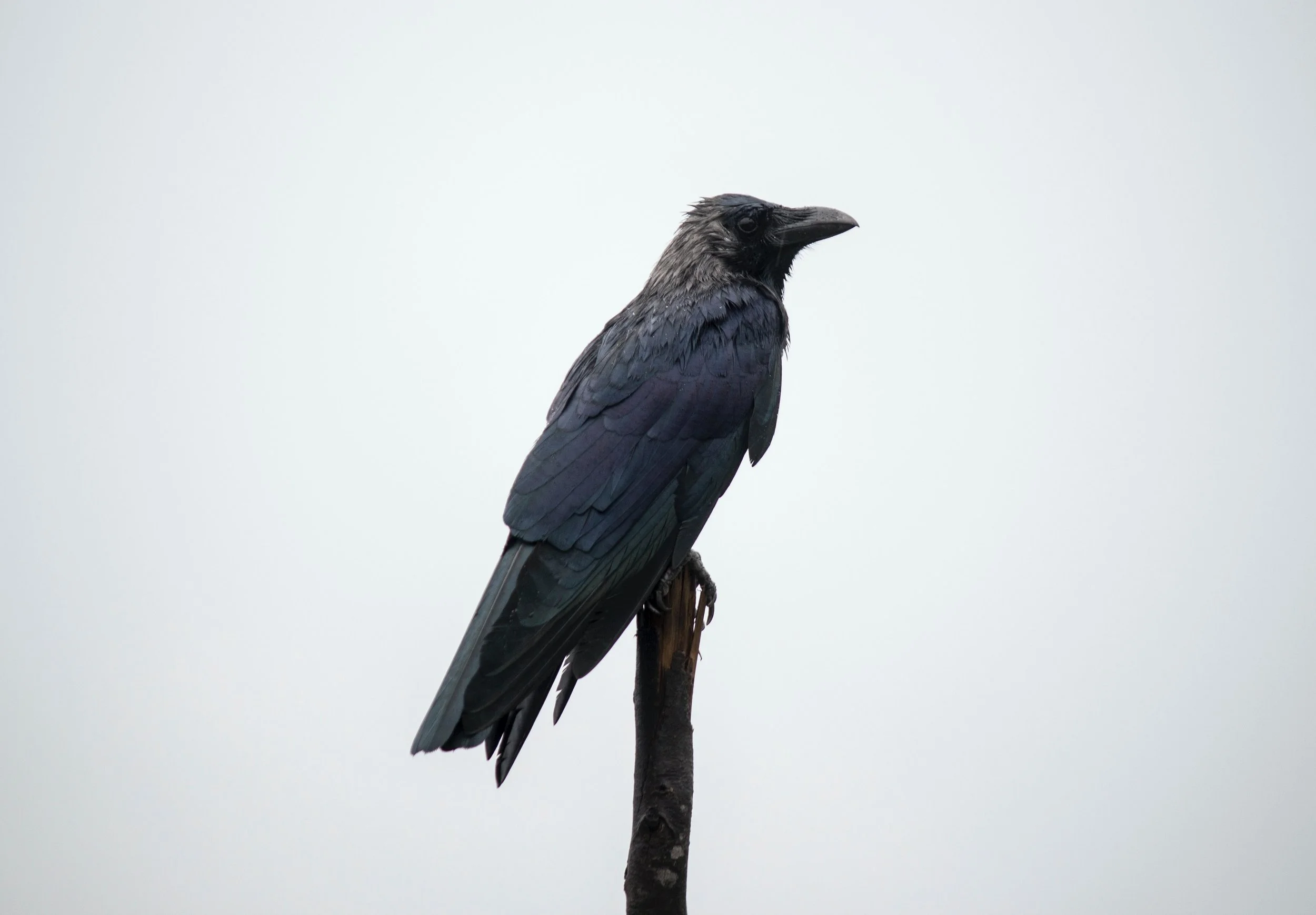 Yangon crows