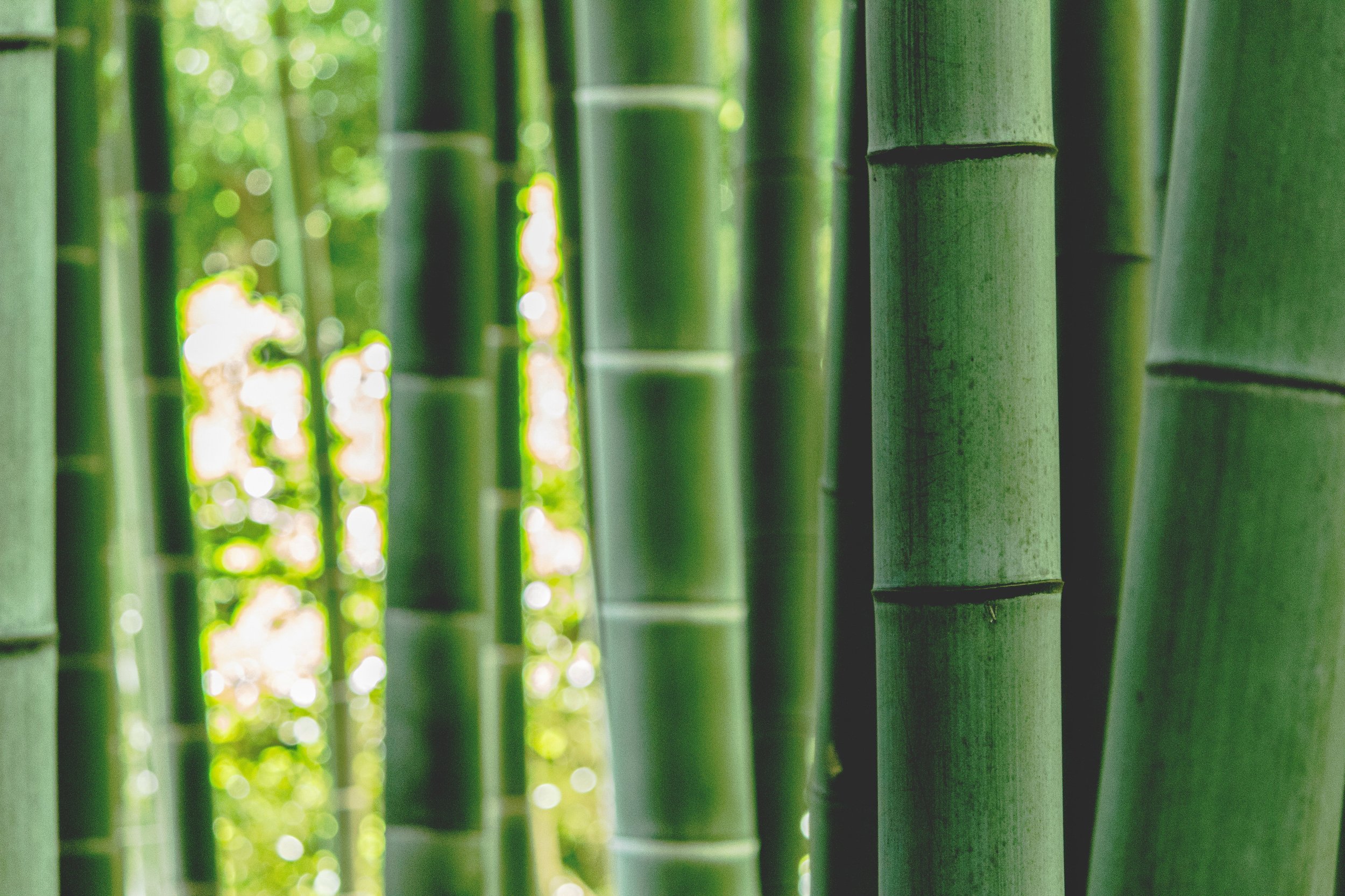 Eating Bamboo