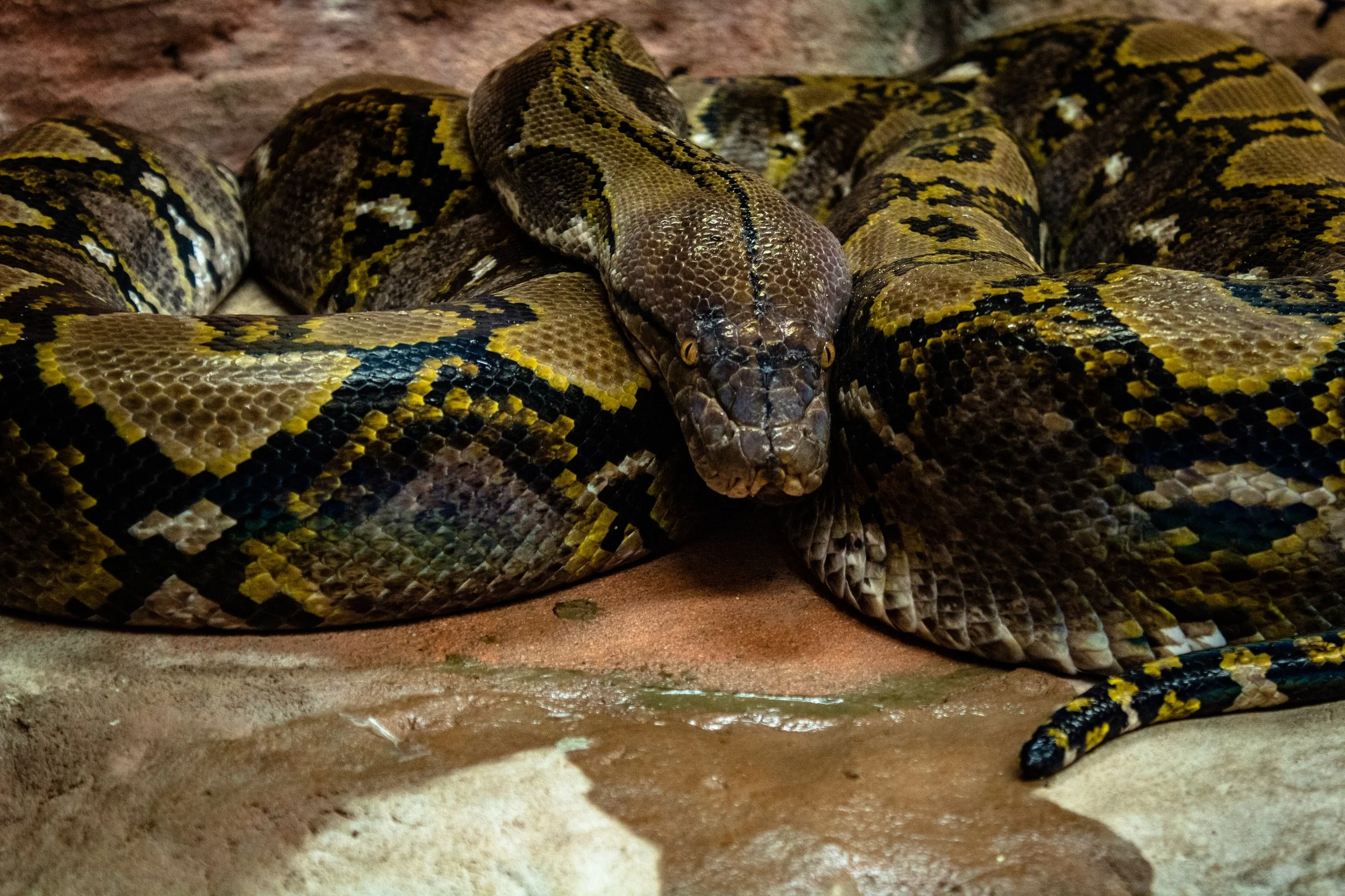 The Burmese python