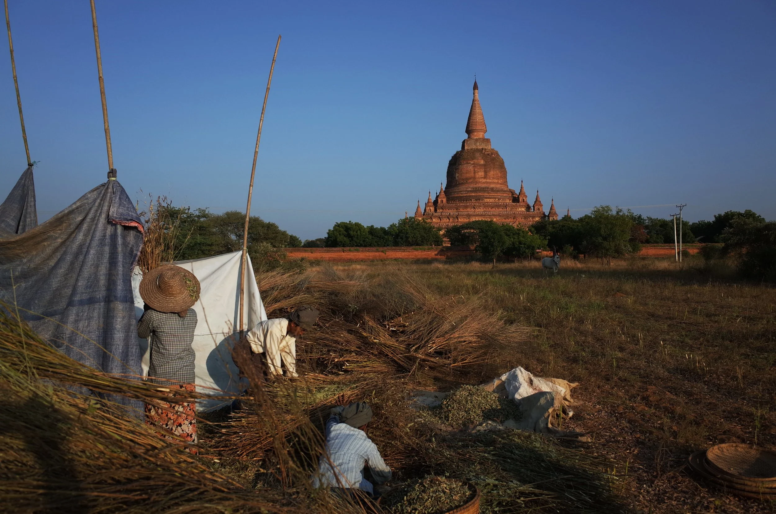 A $4 rice bag for monastics in Bagan!