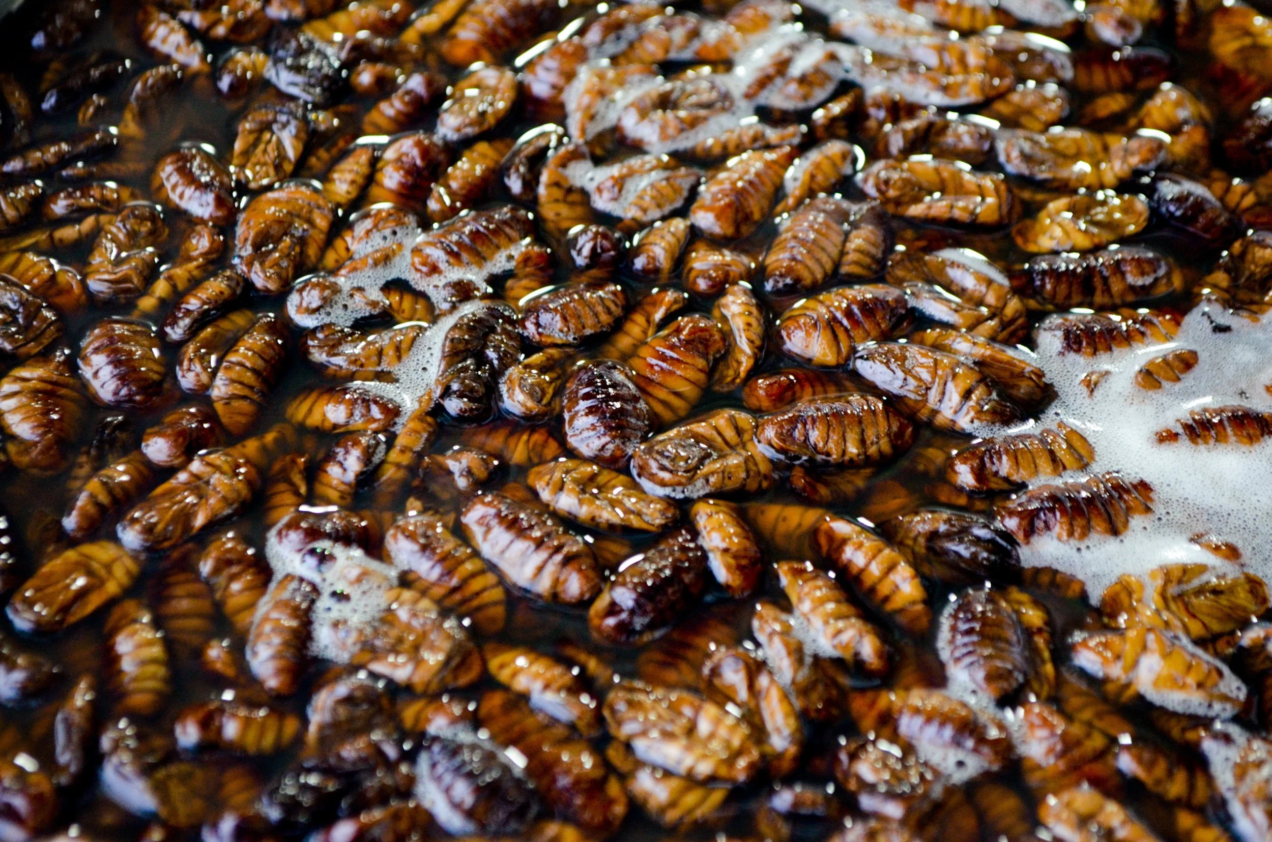 Insects in Myanmar