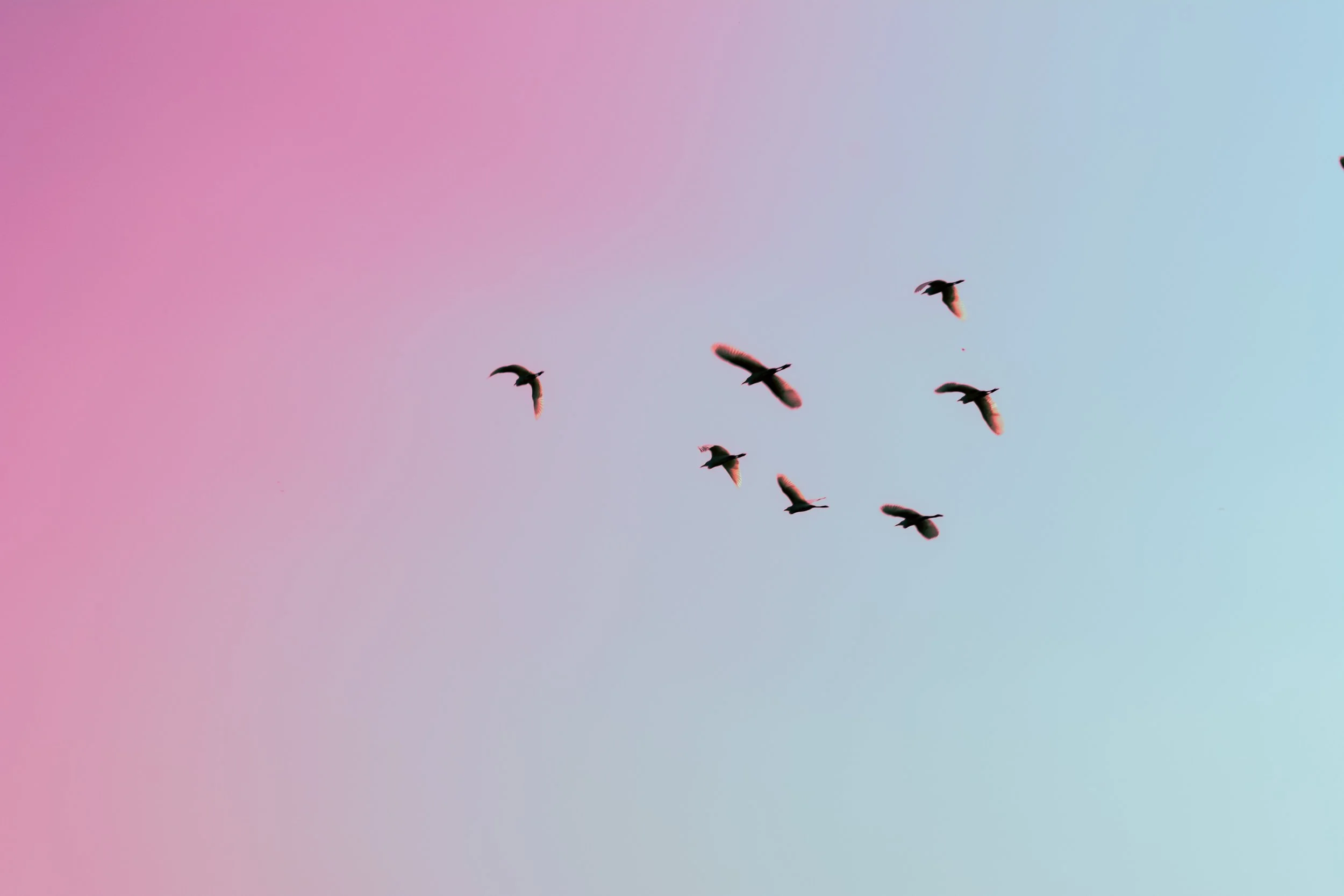 Ornithology in Burma