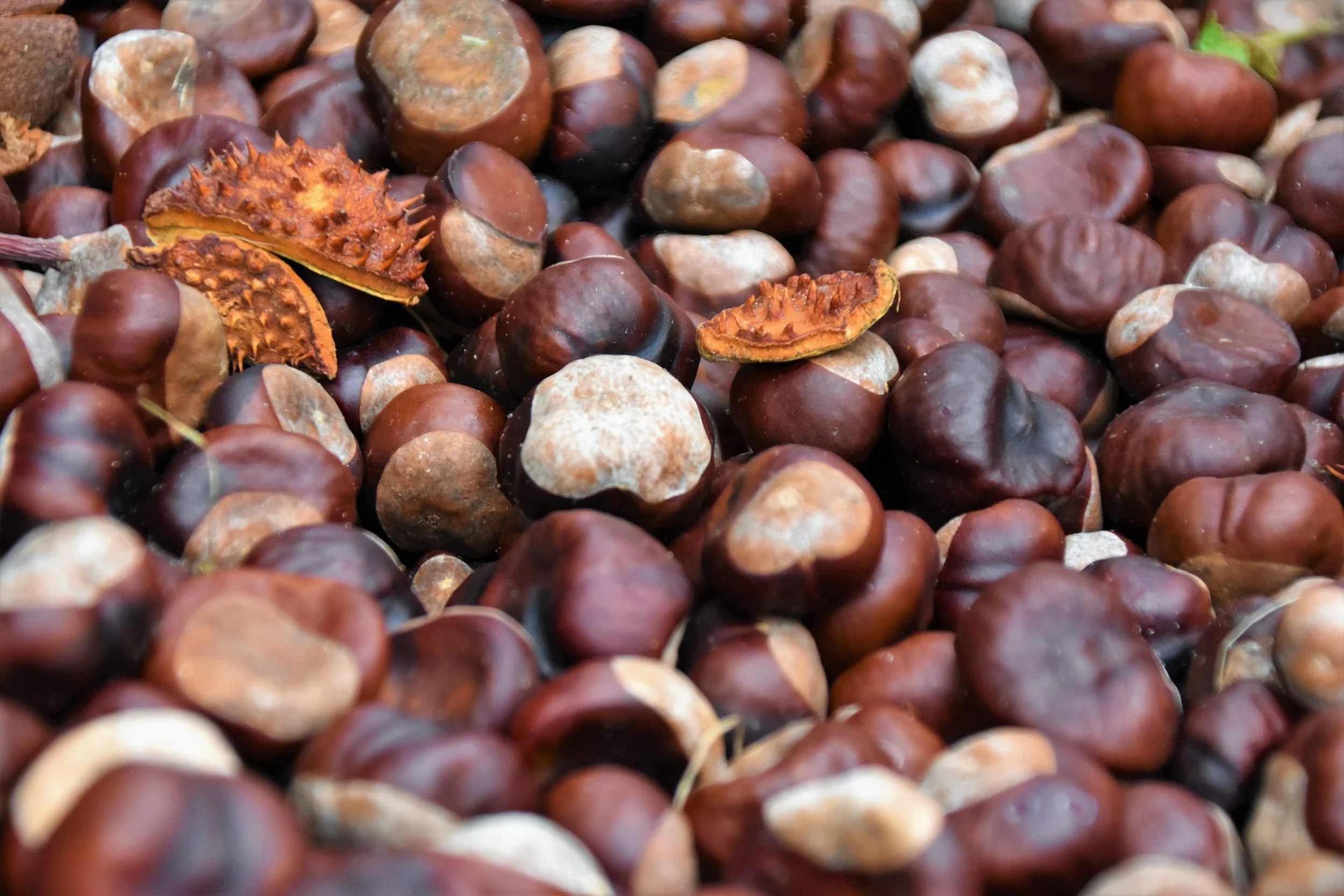 Chestnuts