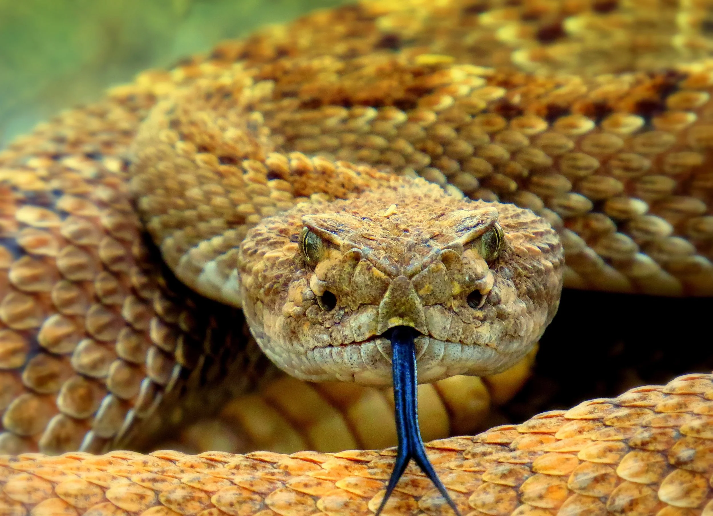 Snake bites