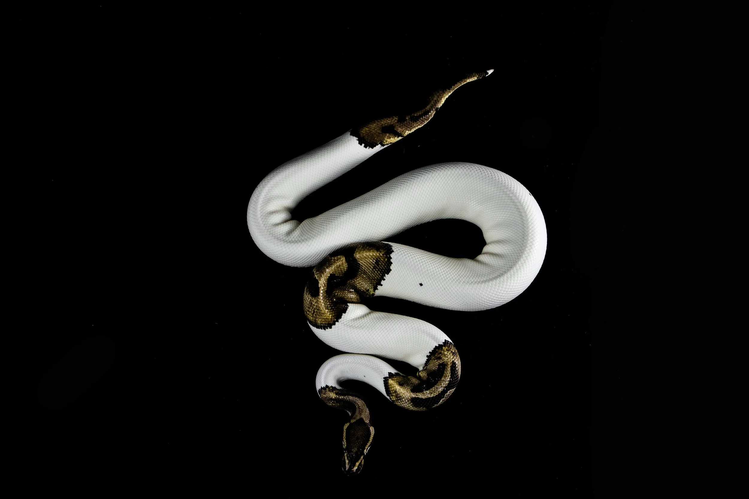Snakes in Myanmar