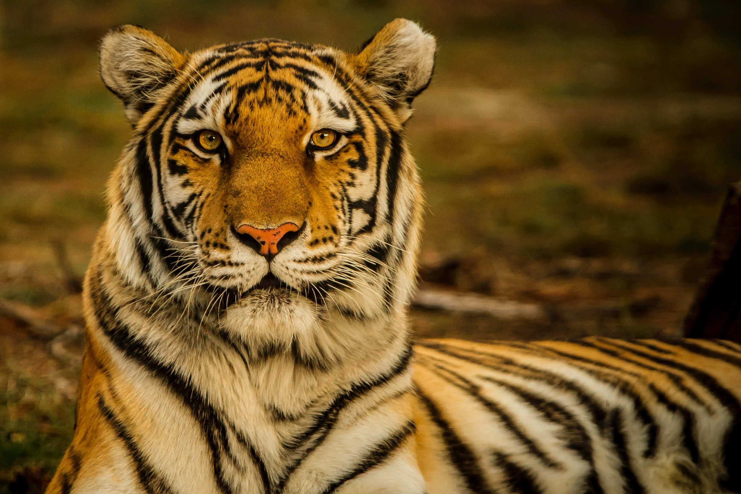 Tigers