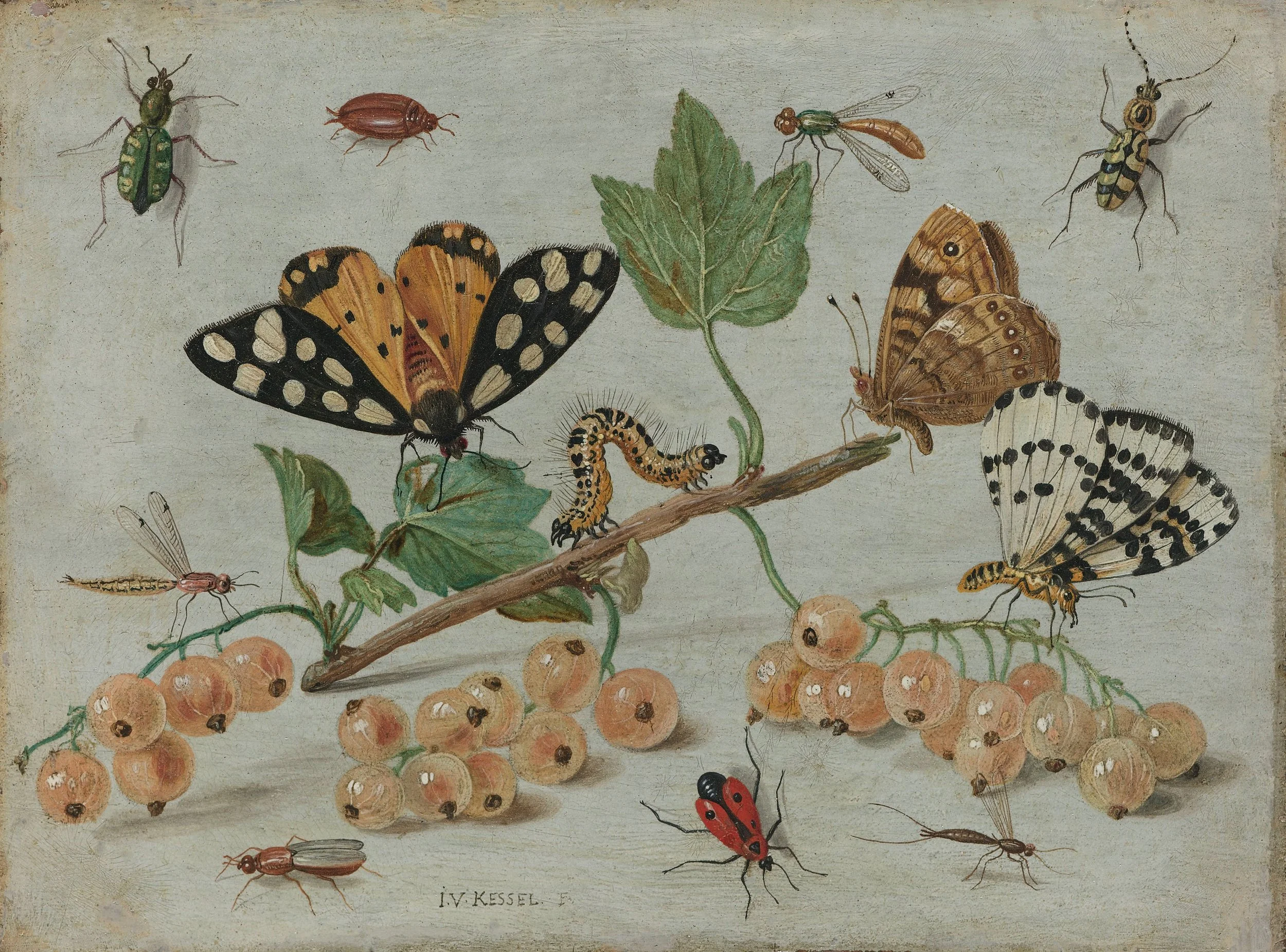 Killer Insects of Burma