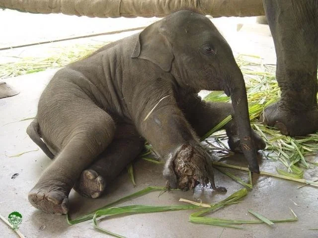 Devastation: Landmines in Burma