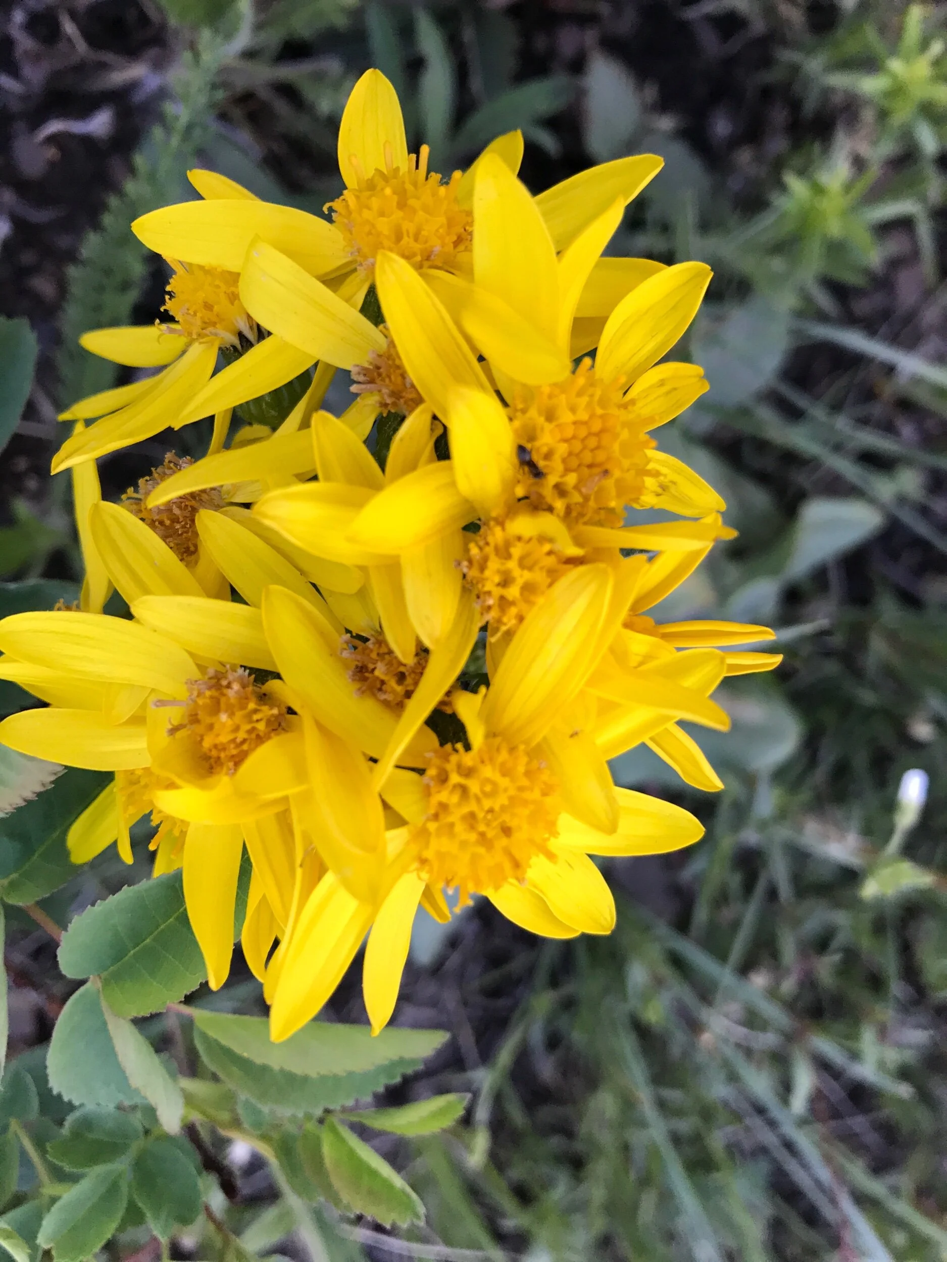 IMG_0410.jpeg