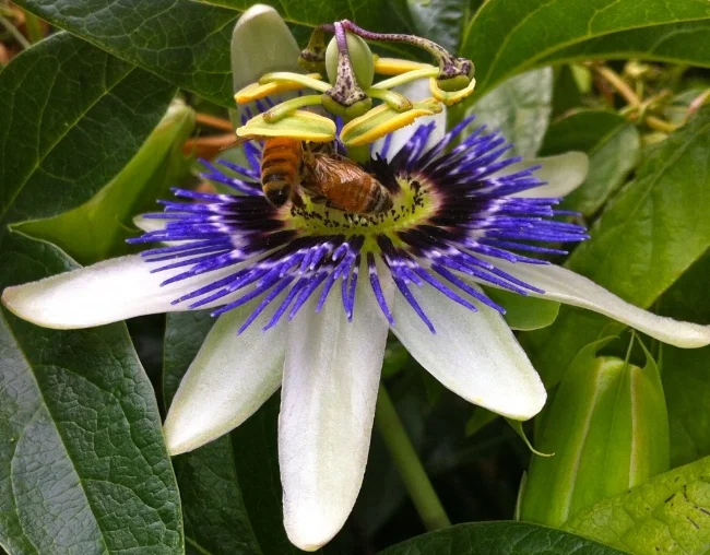 Grenadilla flowers