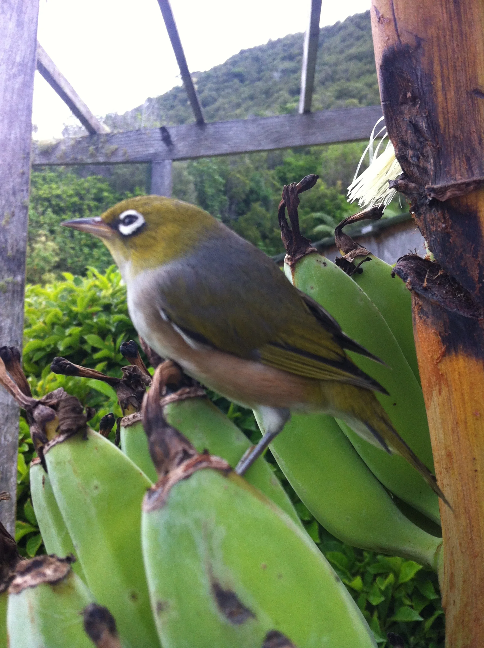 Waxeye checking out the ripeness of the bananas - not ready yet-