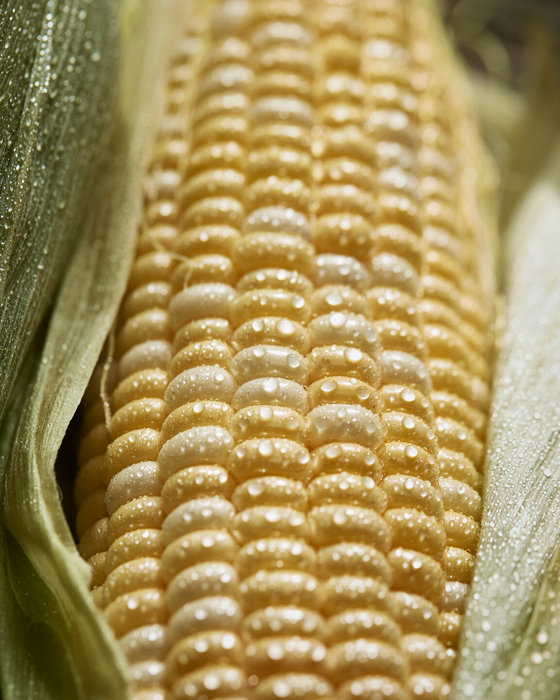 Fresh_Corn_196_2.jpg