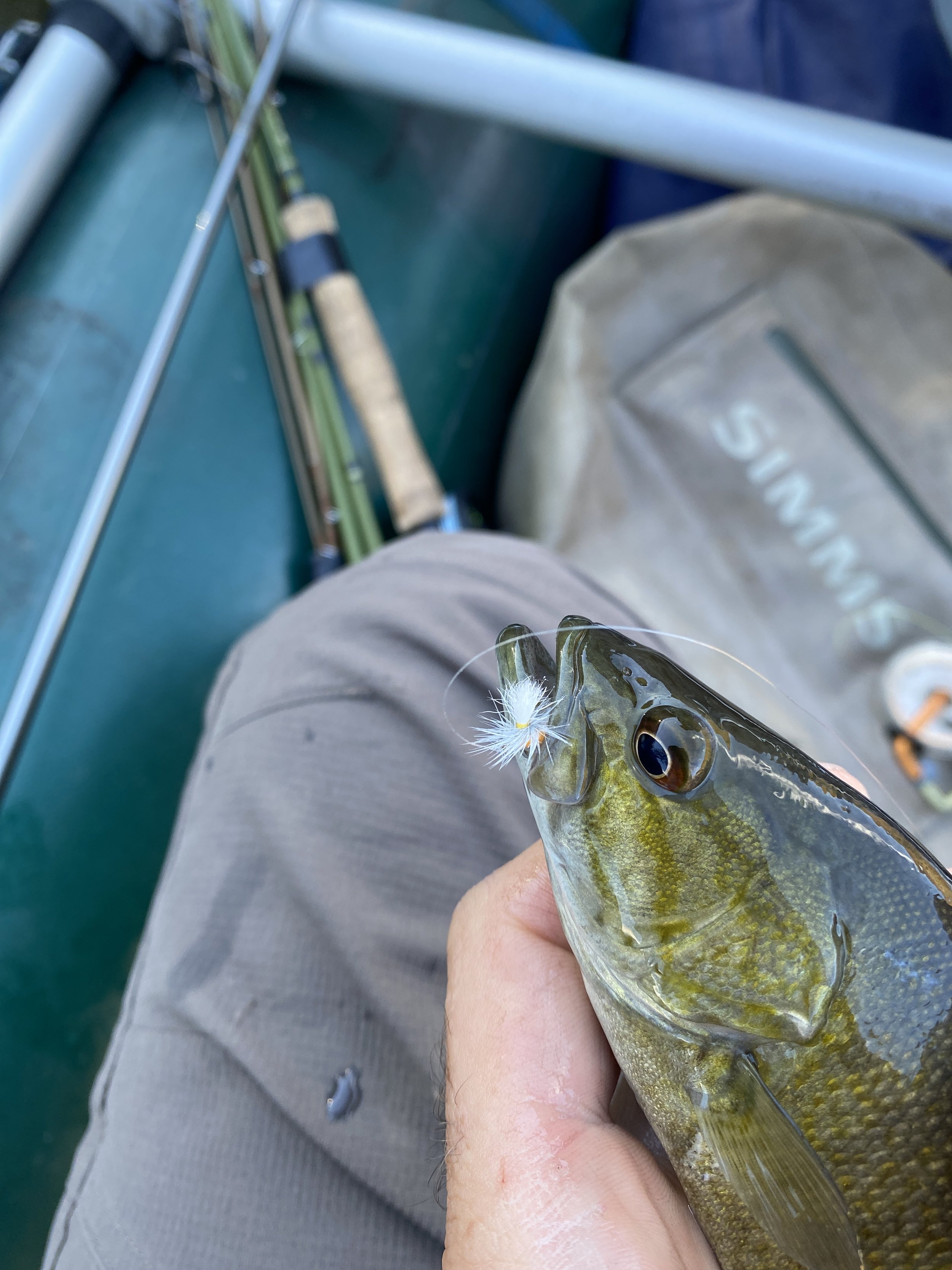 Fishing Reports — The Catawba Angler