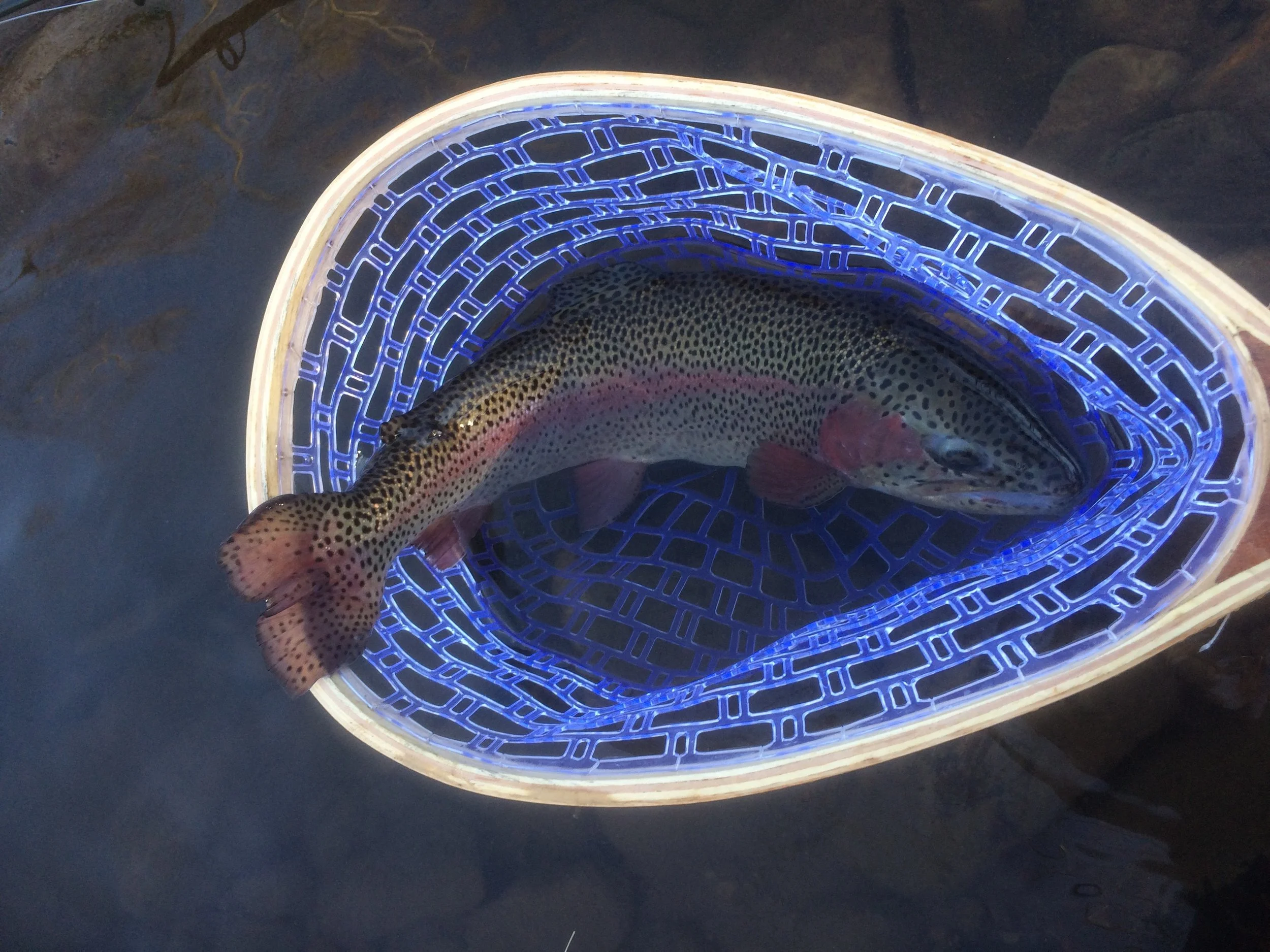 Catawba River rainbow trout caught in Old Fort, North Carolina. 