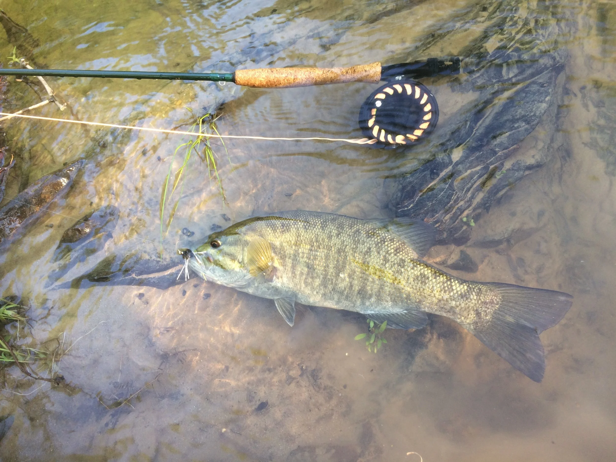 Catawba River Smallmouth caught and released in Old Fort, North Carolina. 