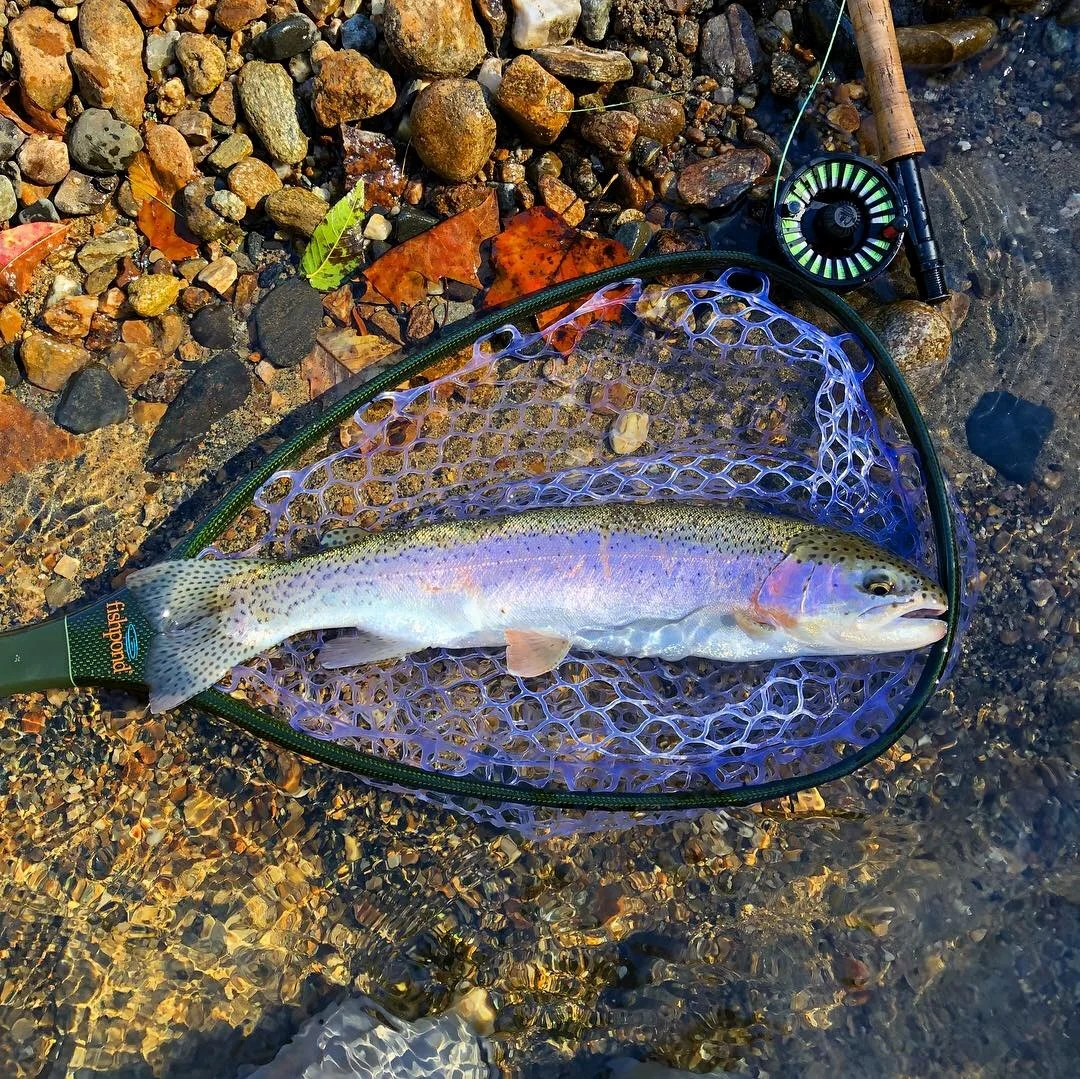 North Carolina Rainbow Trout