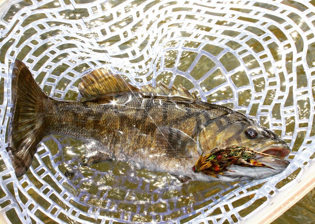 Western North Carolina Smallmouth — The Catawba Angler