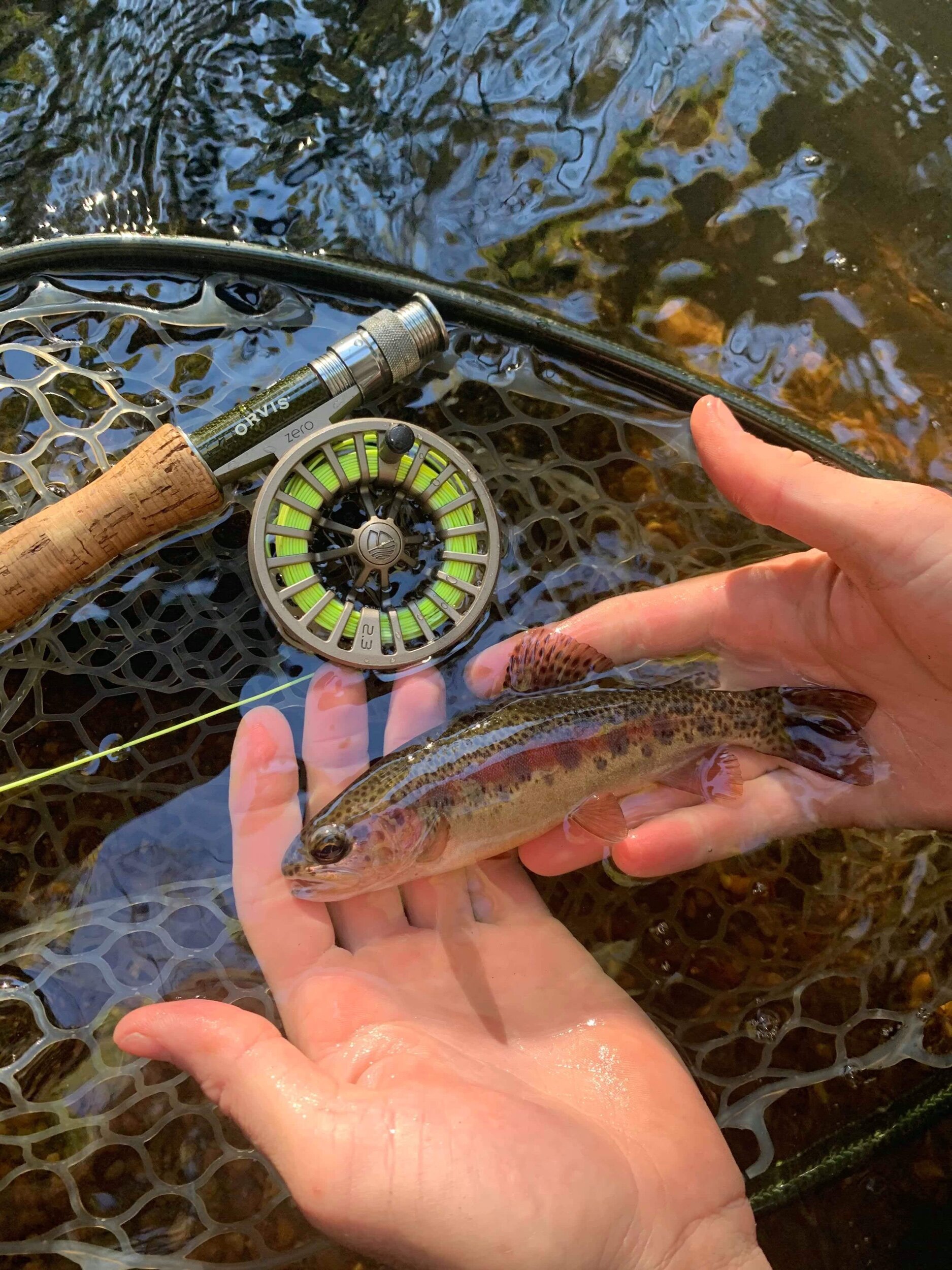 Wild Trout Fly Fishing Trips — The Catawba Angler