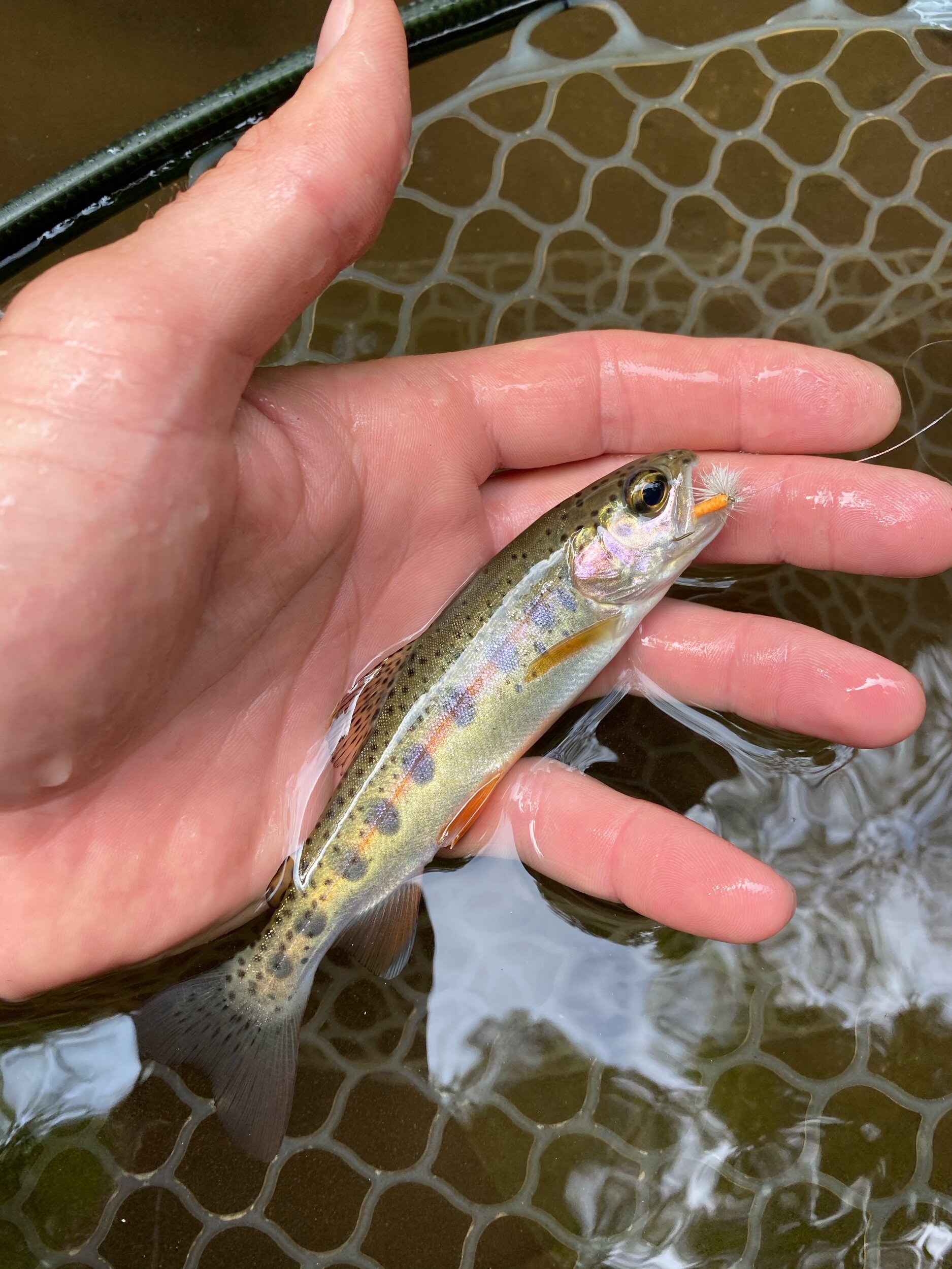 Wild Trout in the Pisgah National Forest — The Catawba Angler