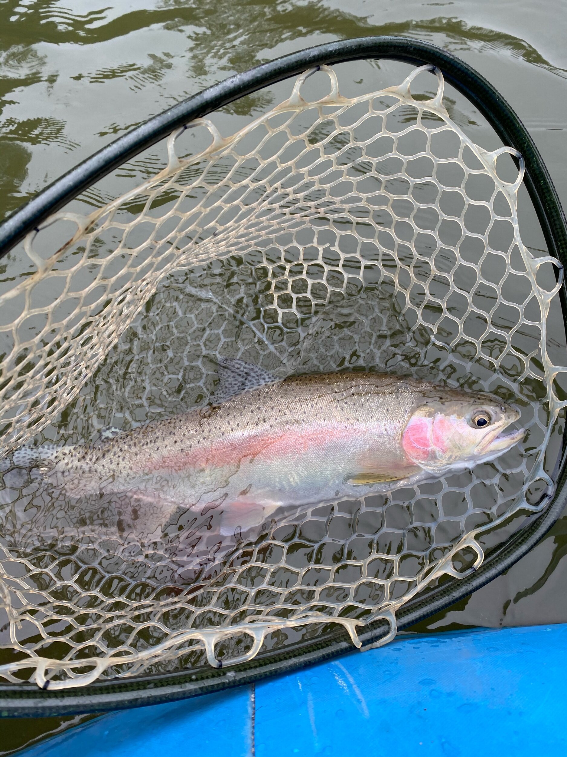 October & November 2020 Fishing Report — The Catawba Angler