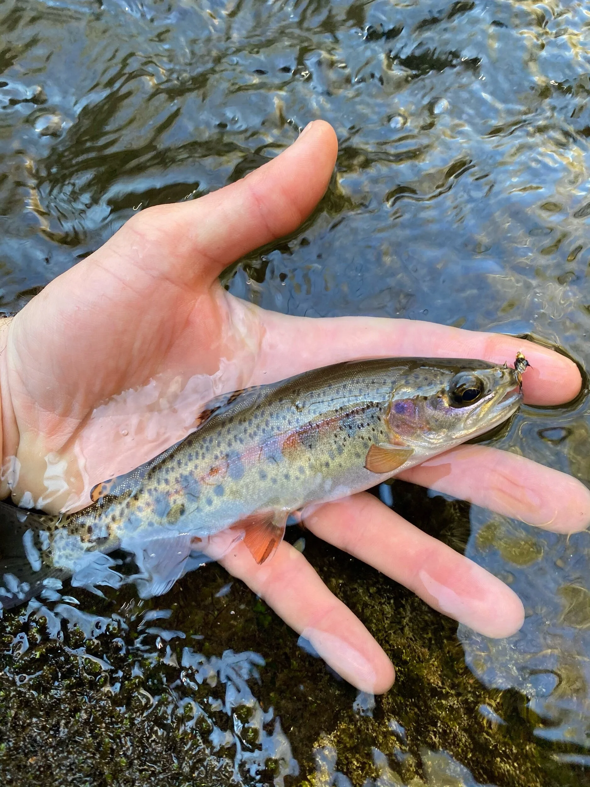 Winter Trout Fishing in Western North Carolina — The Catawba Angler