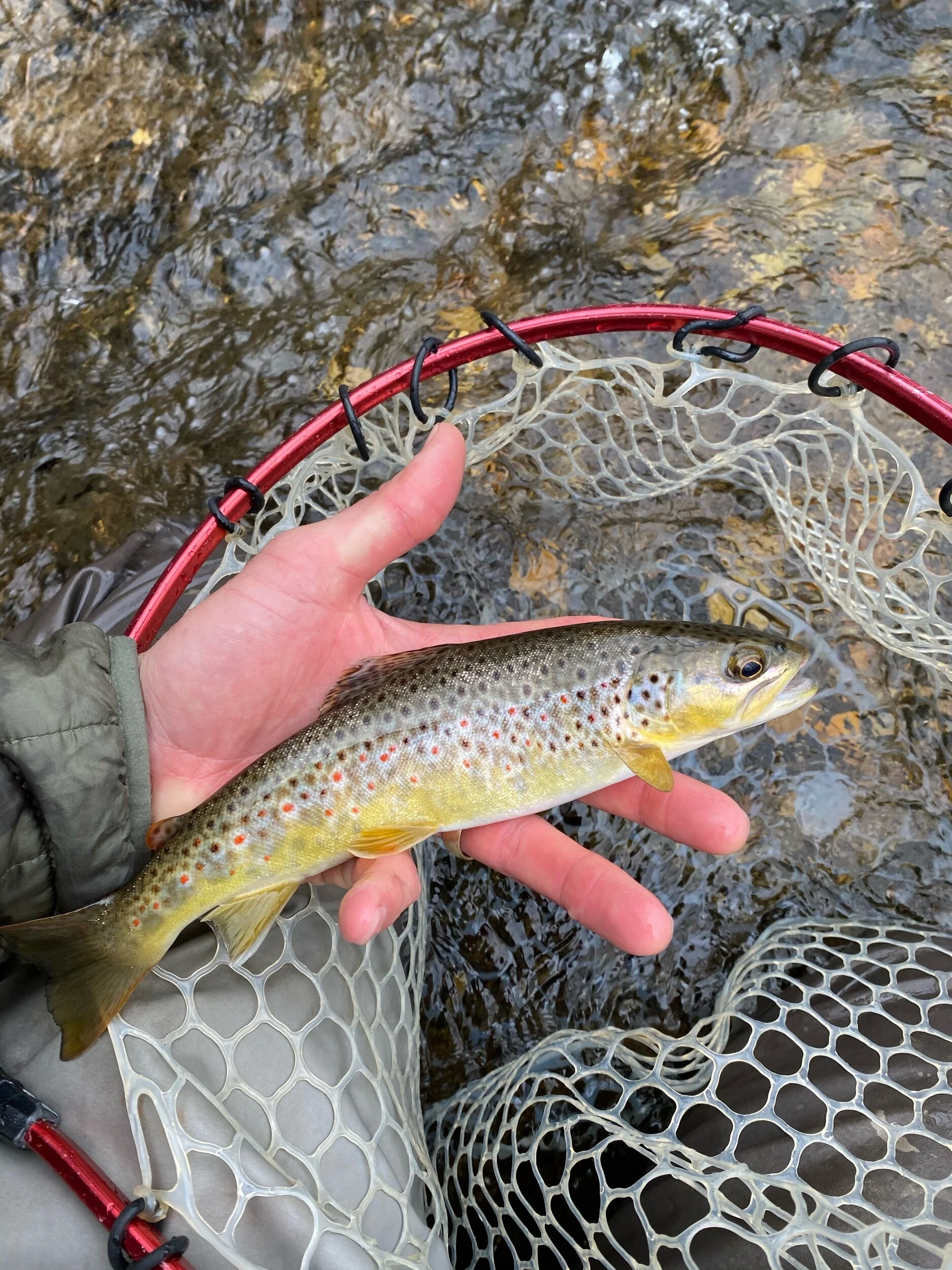 Winter Trout Fishing in Western North Carolina — The Catawba Angler
