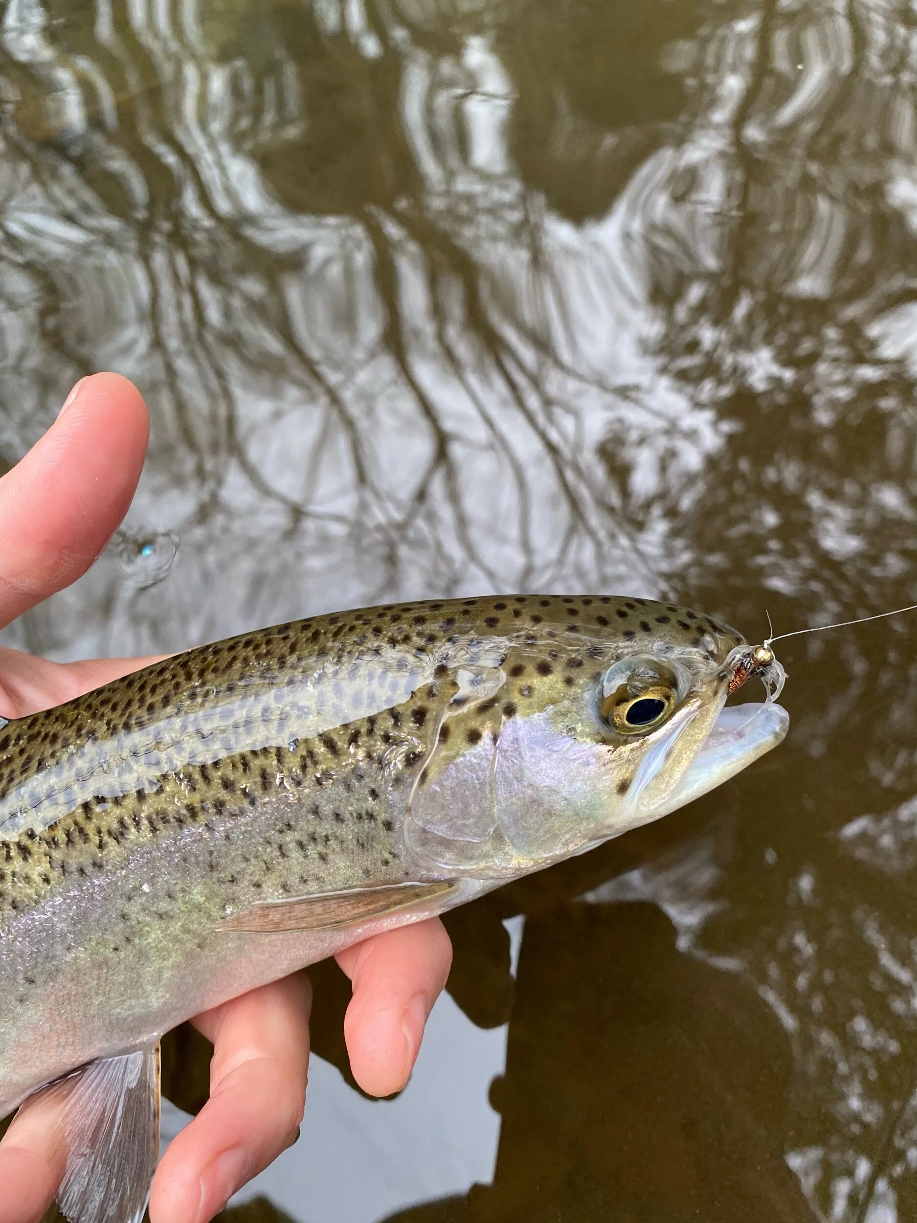 Winter Trout Fishing in Western North Carolina — The Catawba Angler