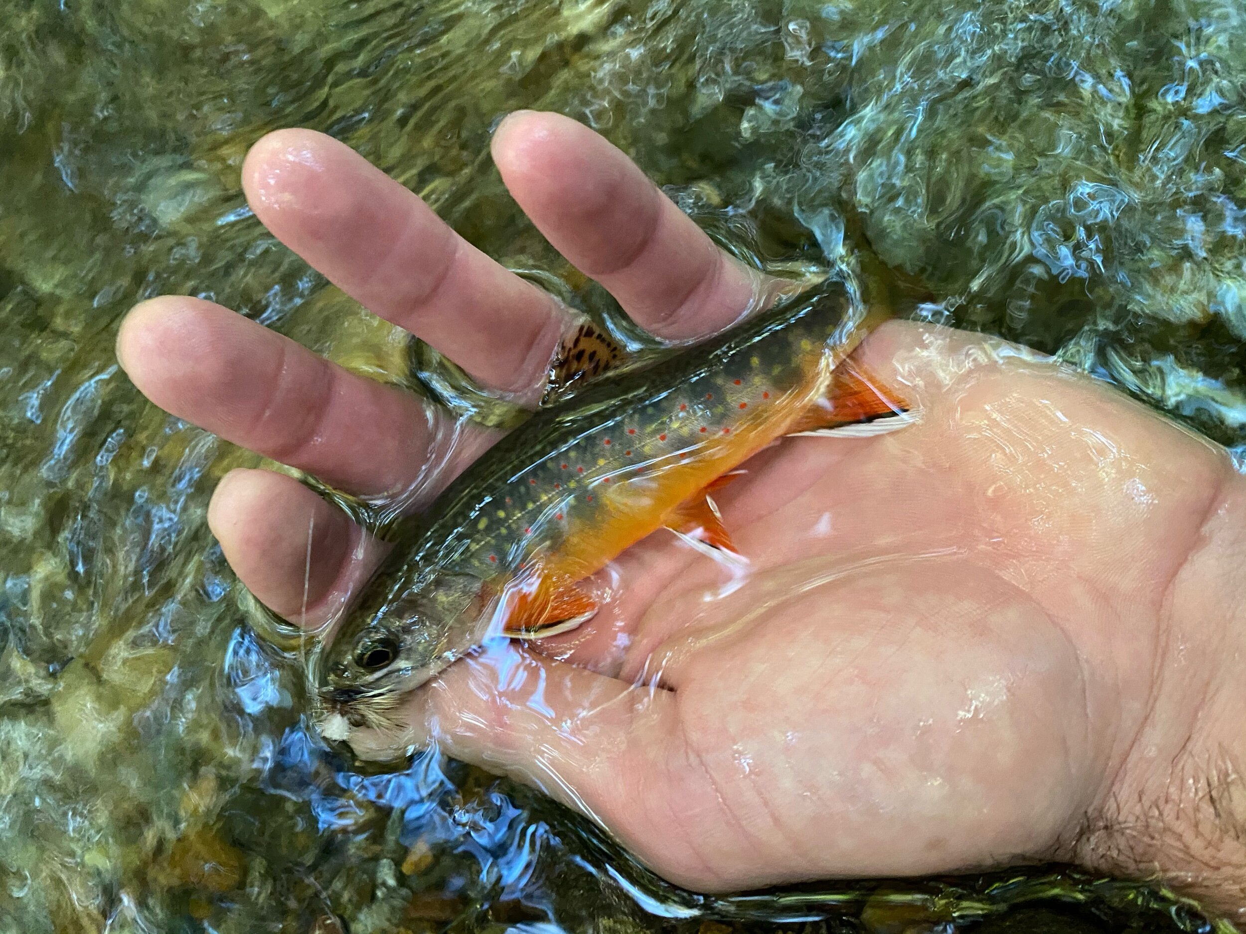 North Carolina Wild Brook Trout — The Catawba Angler 