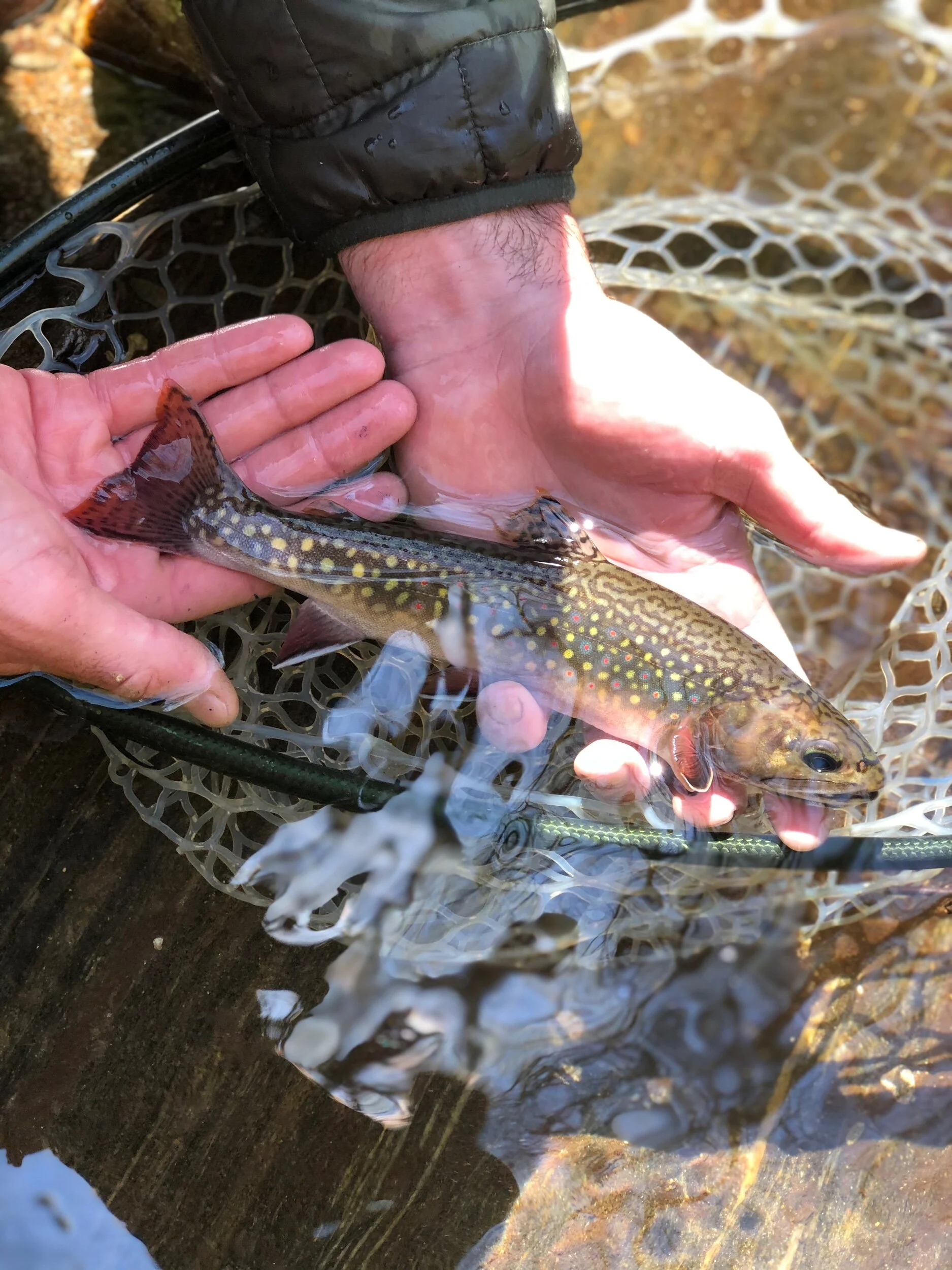 North Carolina Wild Brook Trout — The Catawba Angler