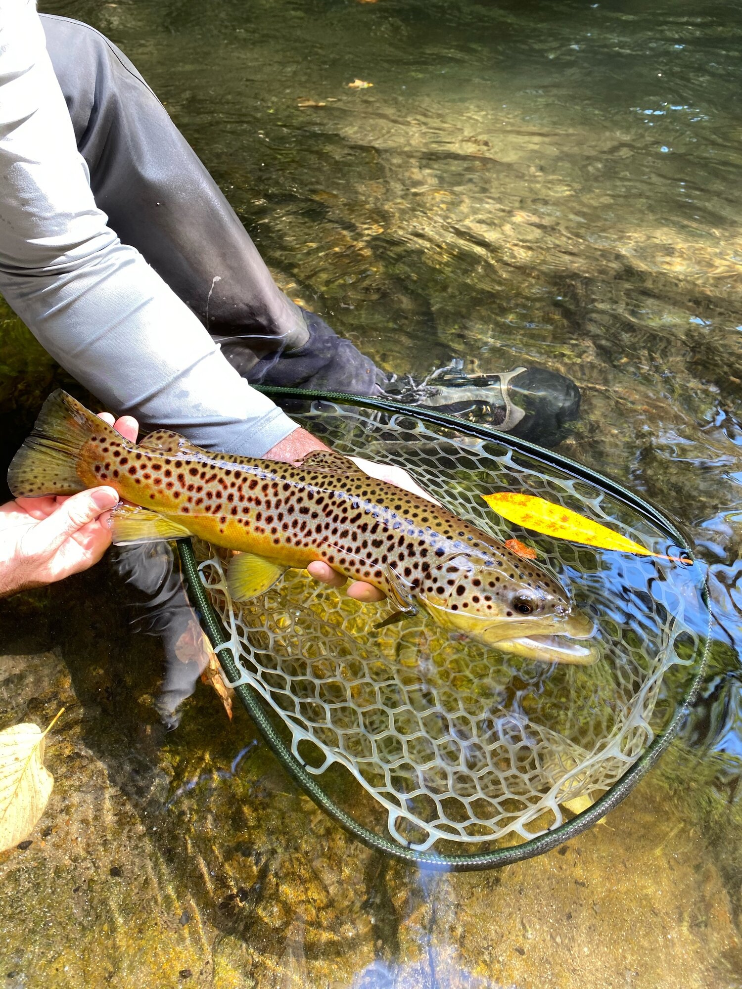 Fly-Fishing Tips